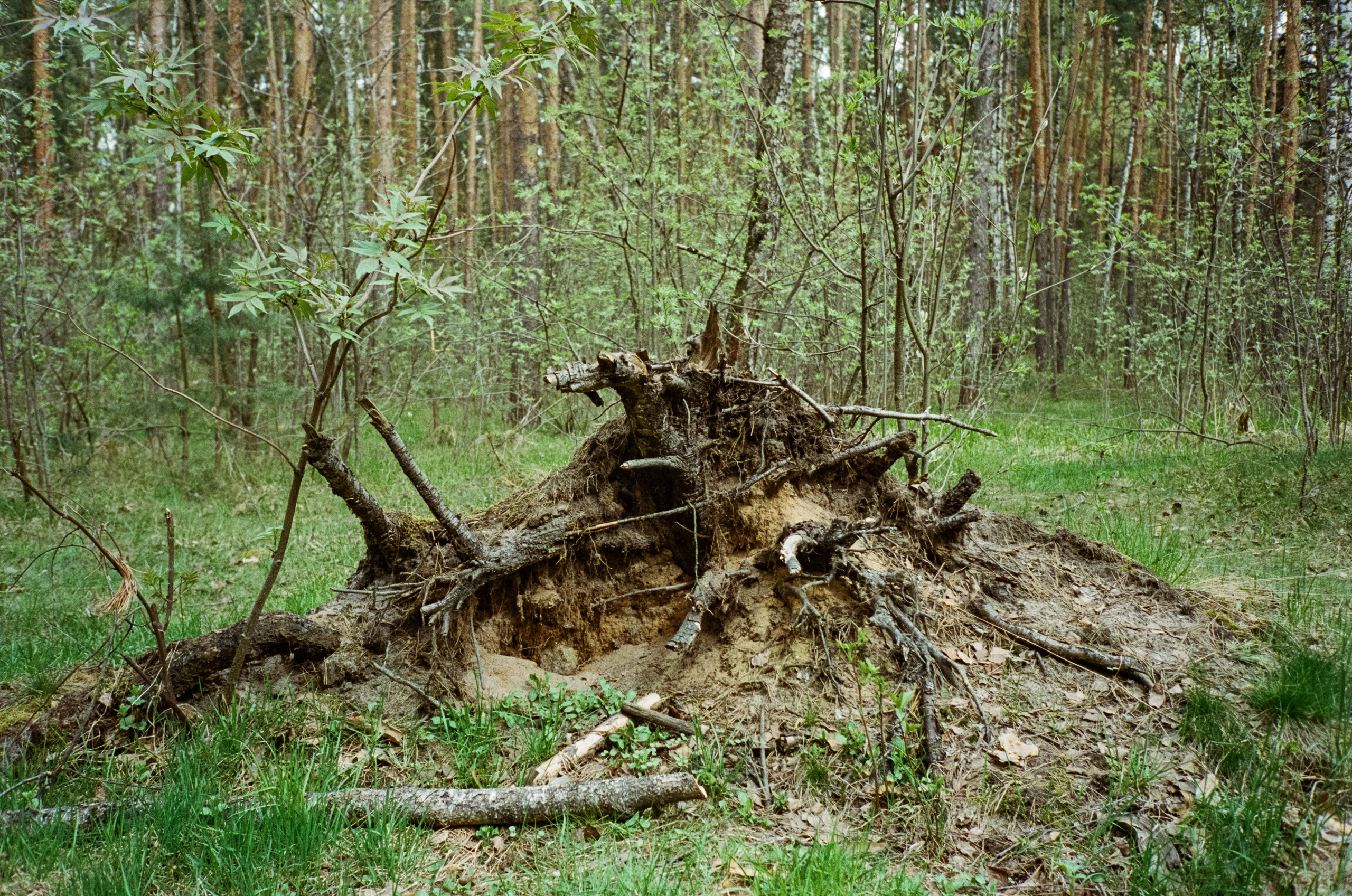 Серебряный бор. Весна. Фотограф-документалист Мария Осокина