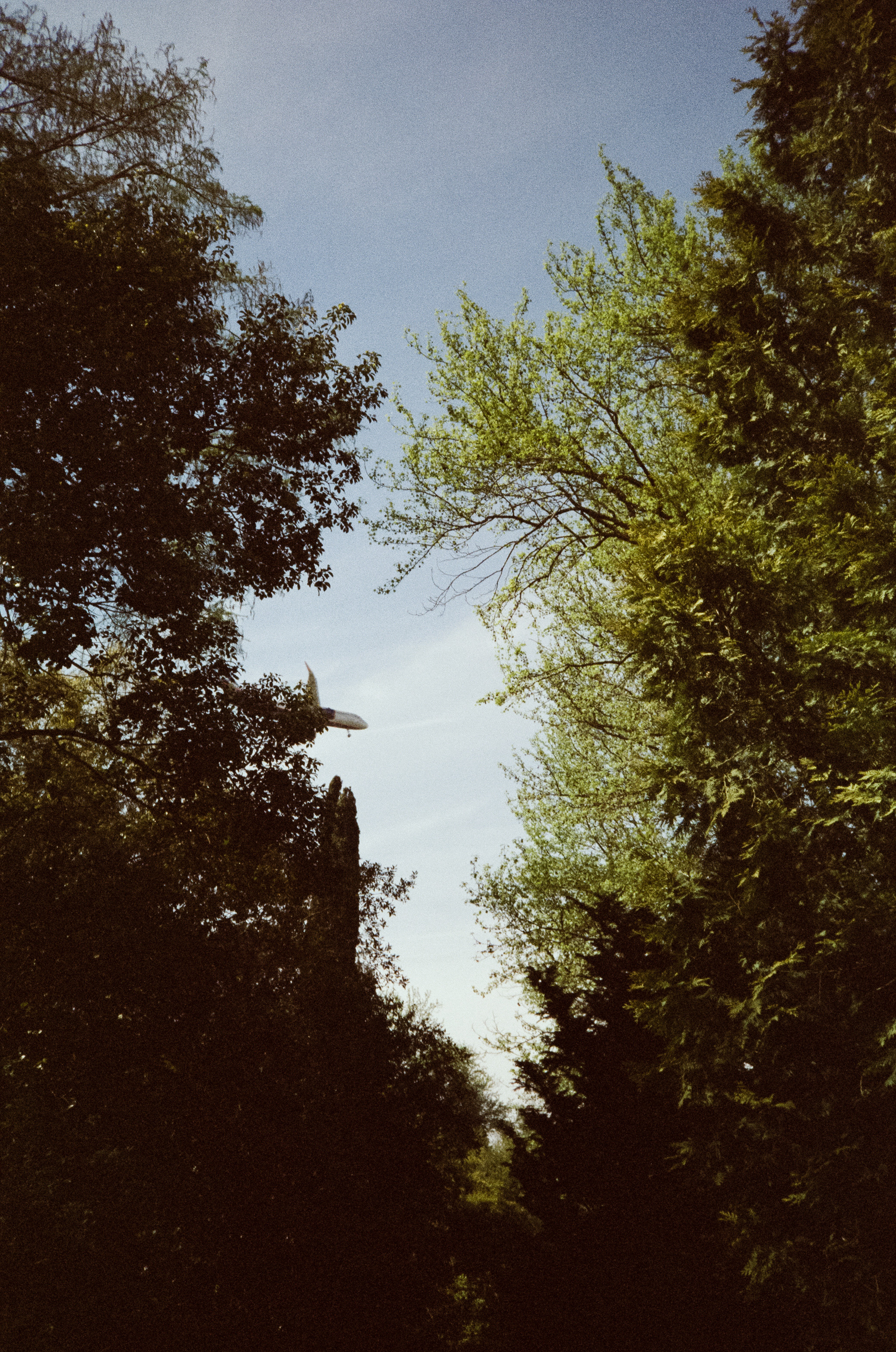 Южные культуры в Адлере. Самолеты. Фотограф-документалист Мария Осокина