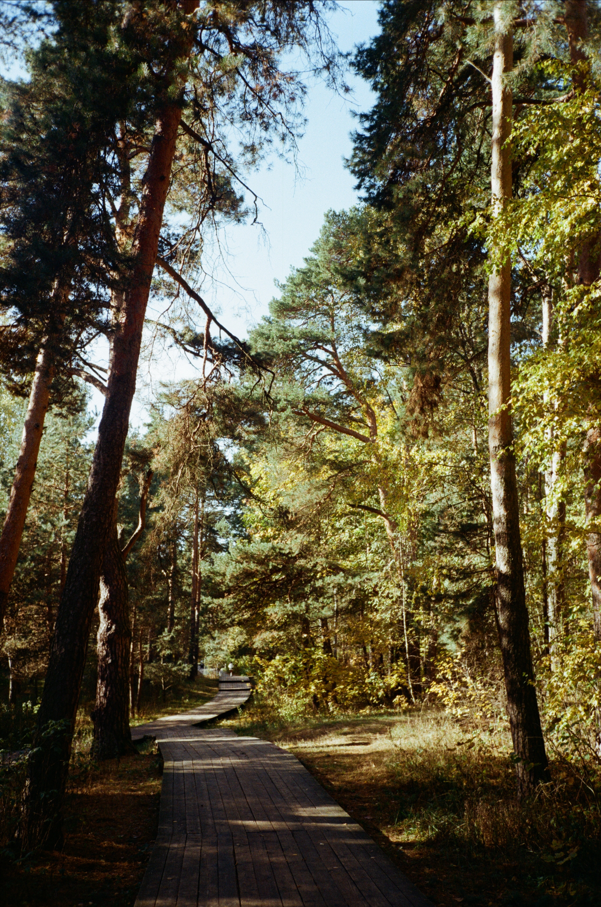 Серебряный Бор. Октябрь. Фотограф-документалист Мария Осокина