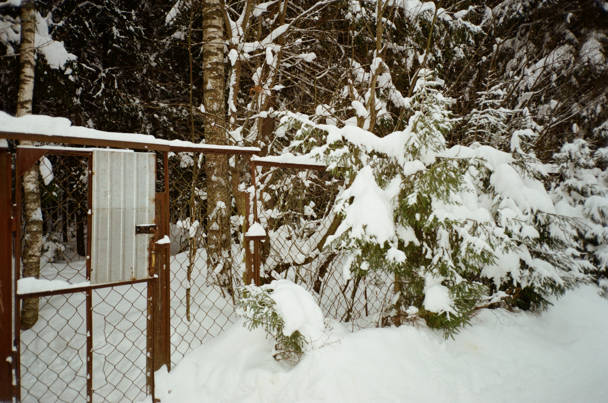 Давыдовское. Снежный декабрь. Фотограф-документалист Мария Осокина