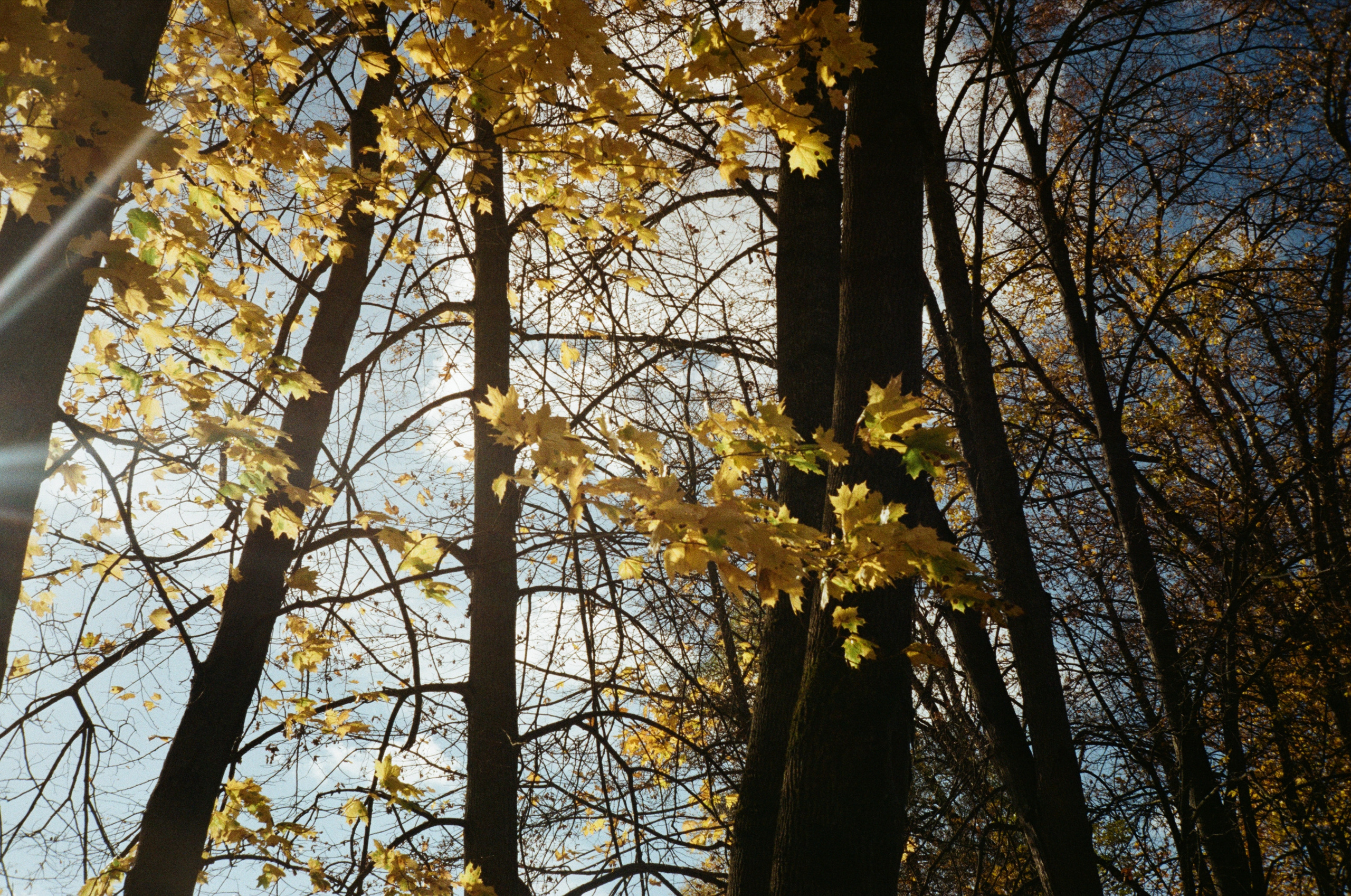 Архангельское. Золотая осень. Фотограф-документалист Мария Осокина
