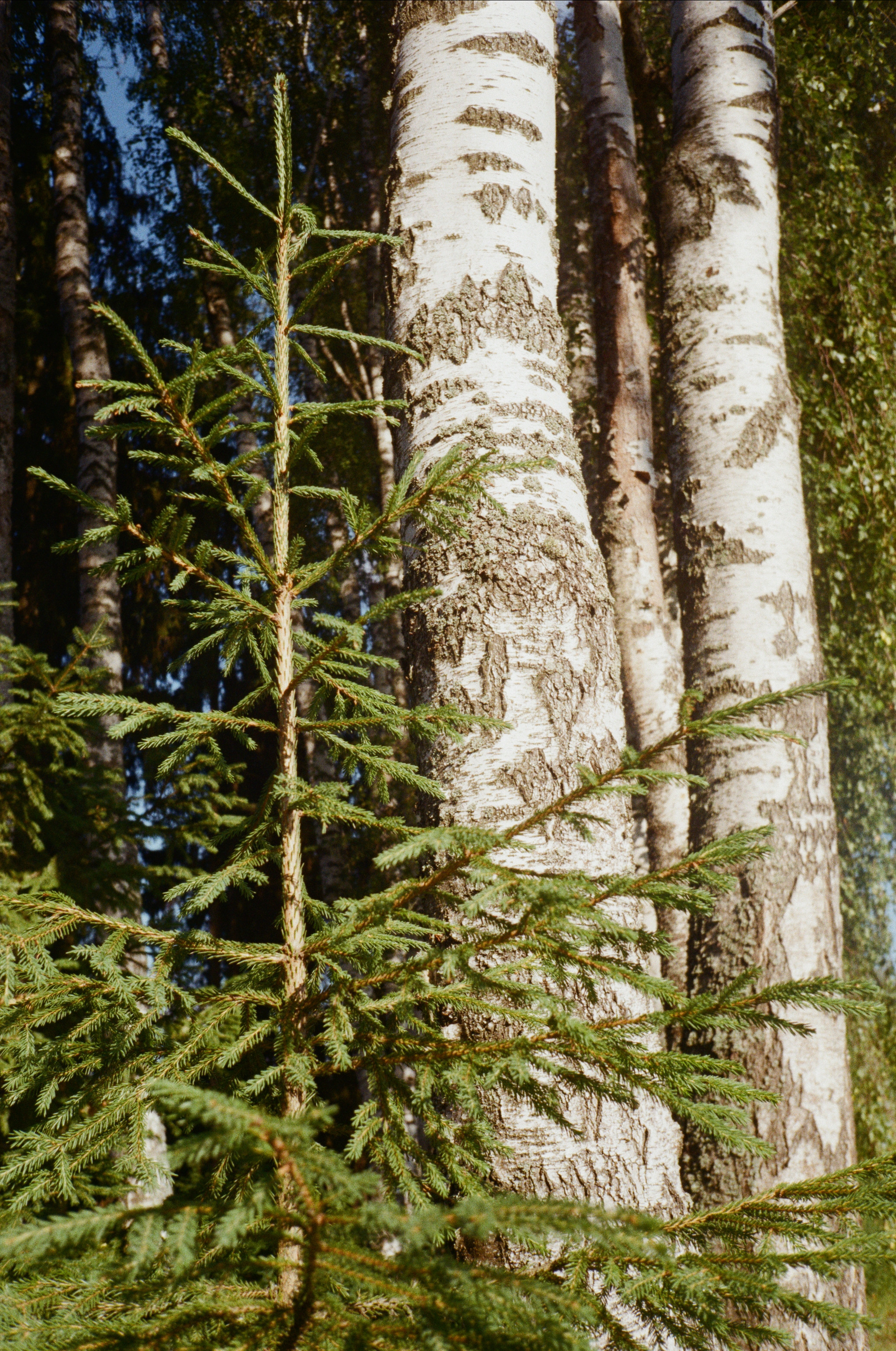 Тихая Заводь. Golden hour. Фотограф-документалист Мария Осокина