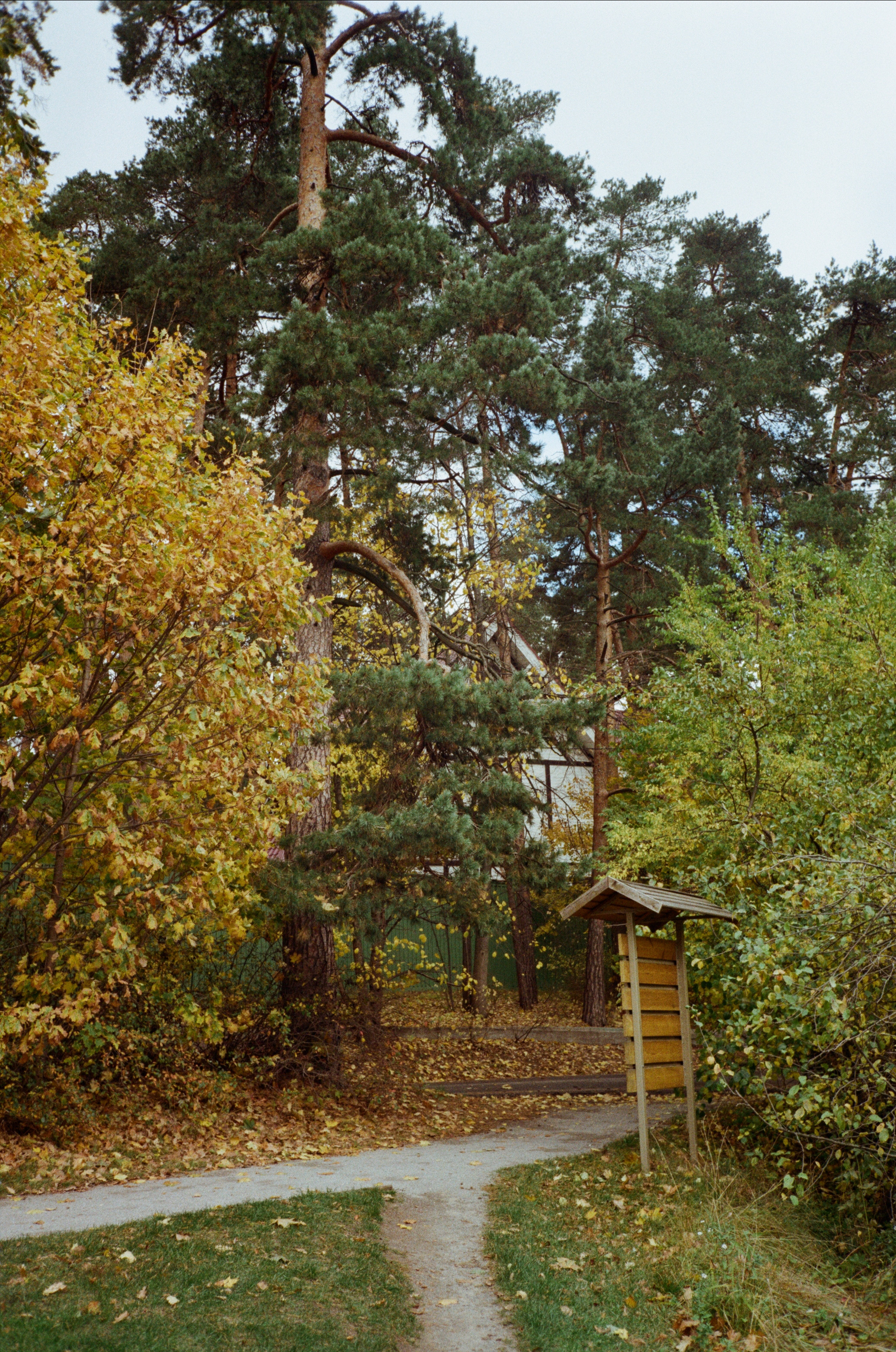Серебряный Бор. Октябрь. Фотограф-документалист Мария Осокина