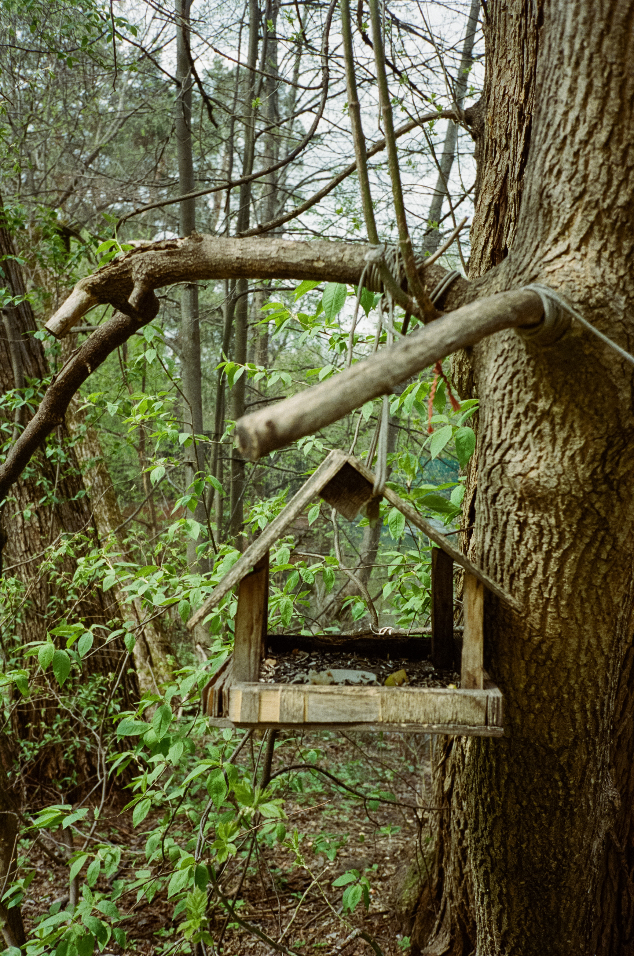 Серебряный бор. Весна. Фотограф-документалист Мария Осокина