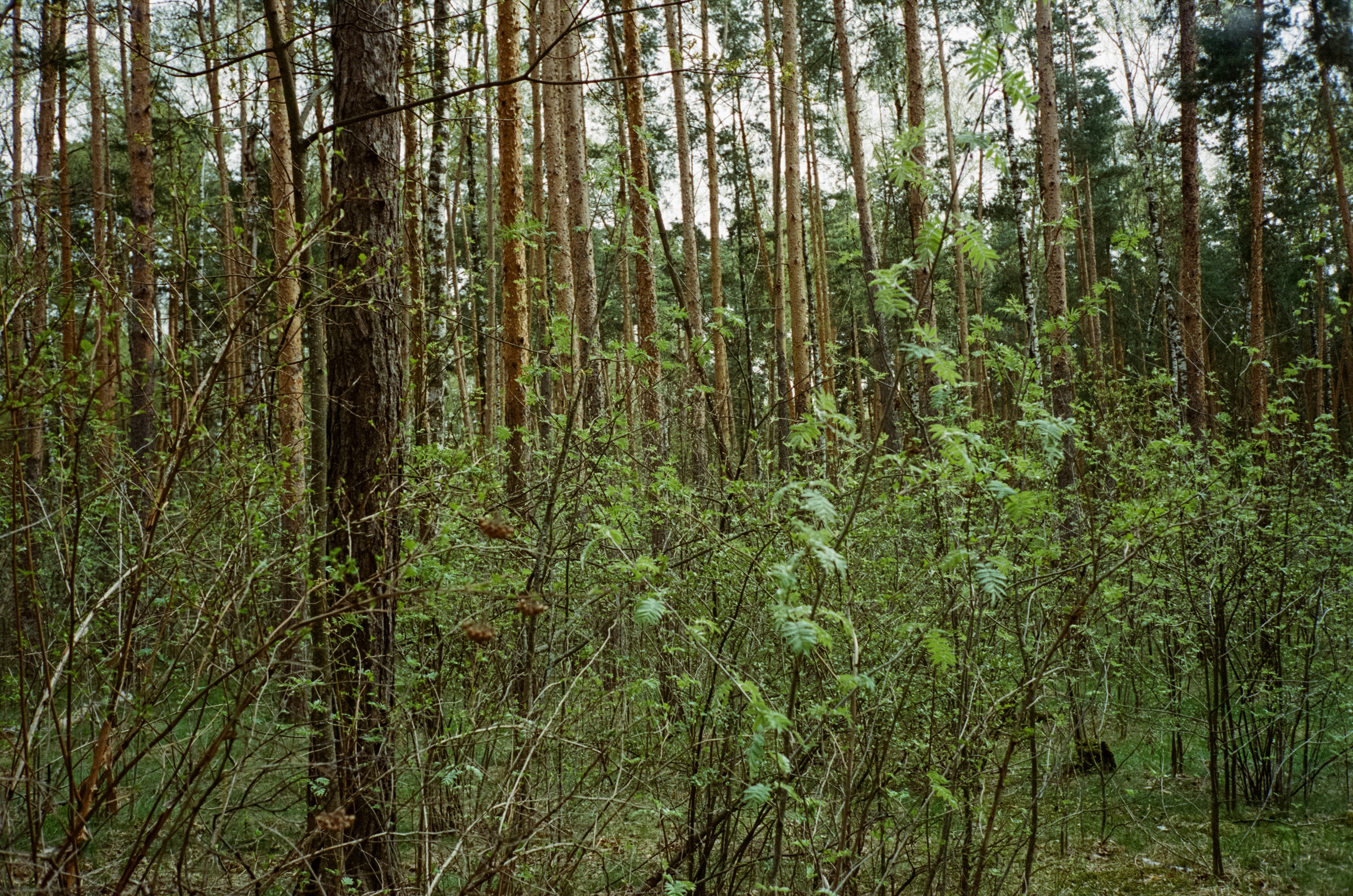 Серебряный бор. Весна. Фотограф-документалист Мария Осокина