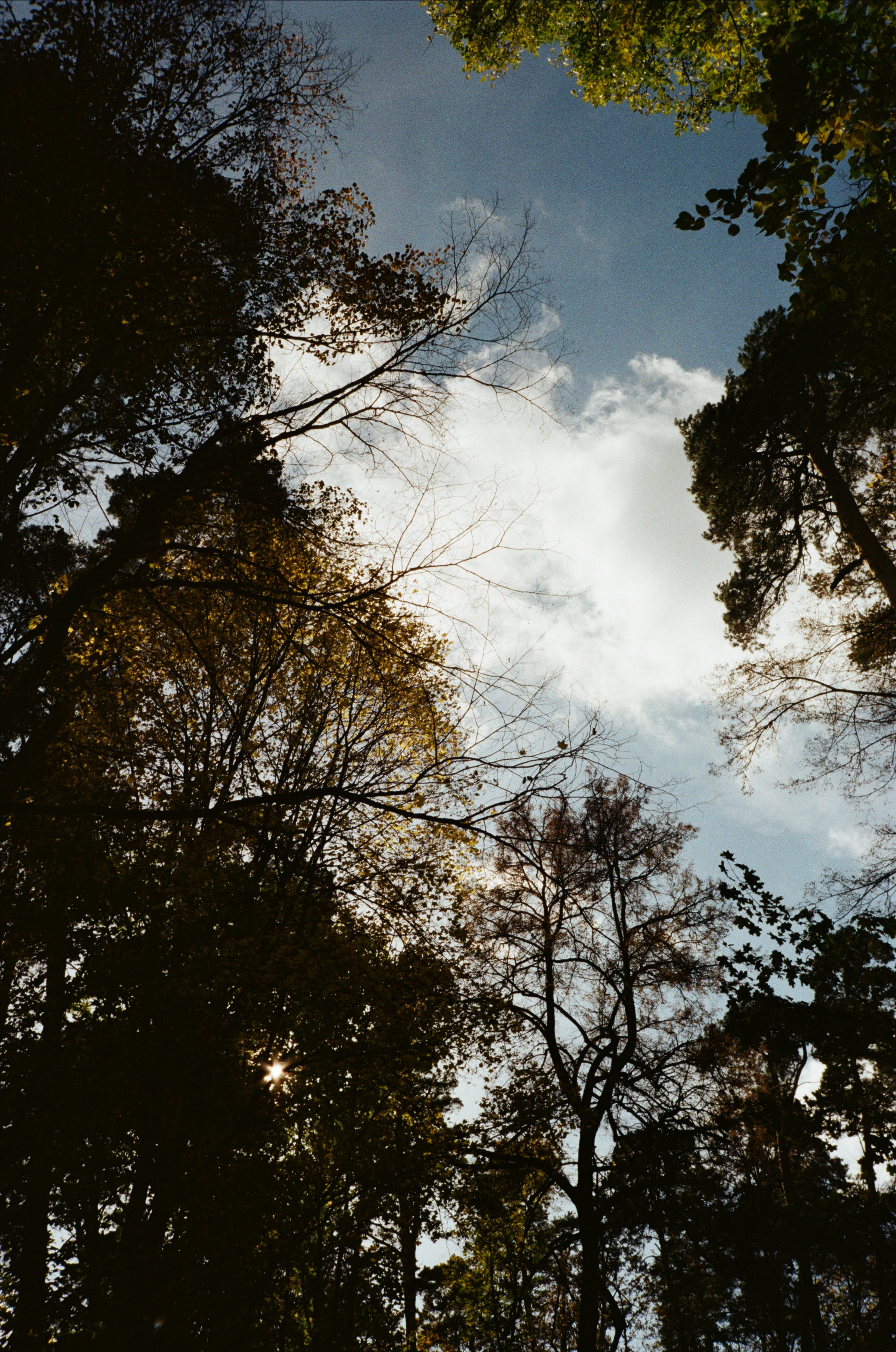 Архангельское. Золотая осень. Фотограф-документалист Мария Осокина