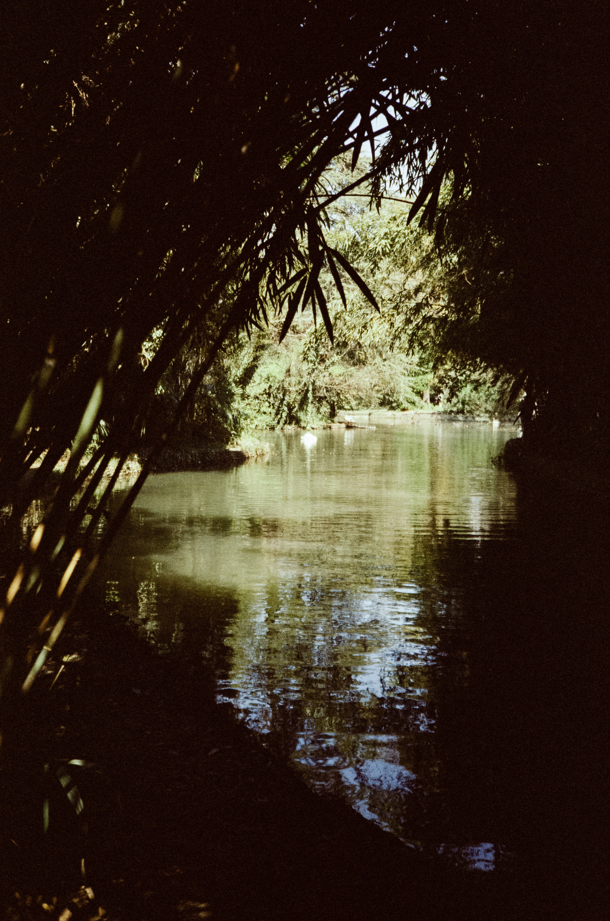 Южные культуры в Адлере. Самолеты. Фотограф-документалист Мария Осокина