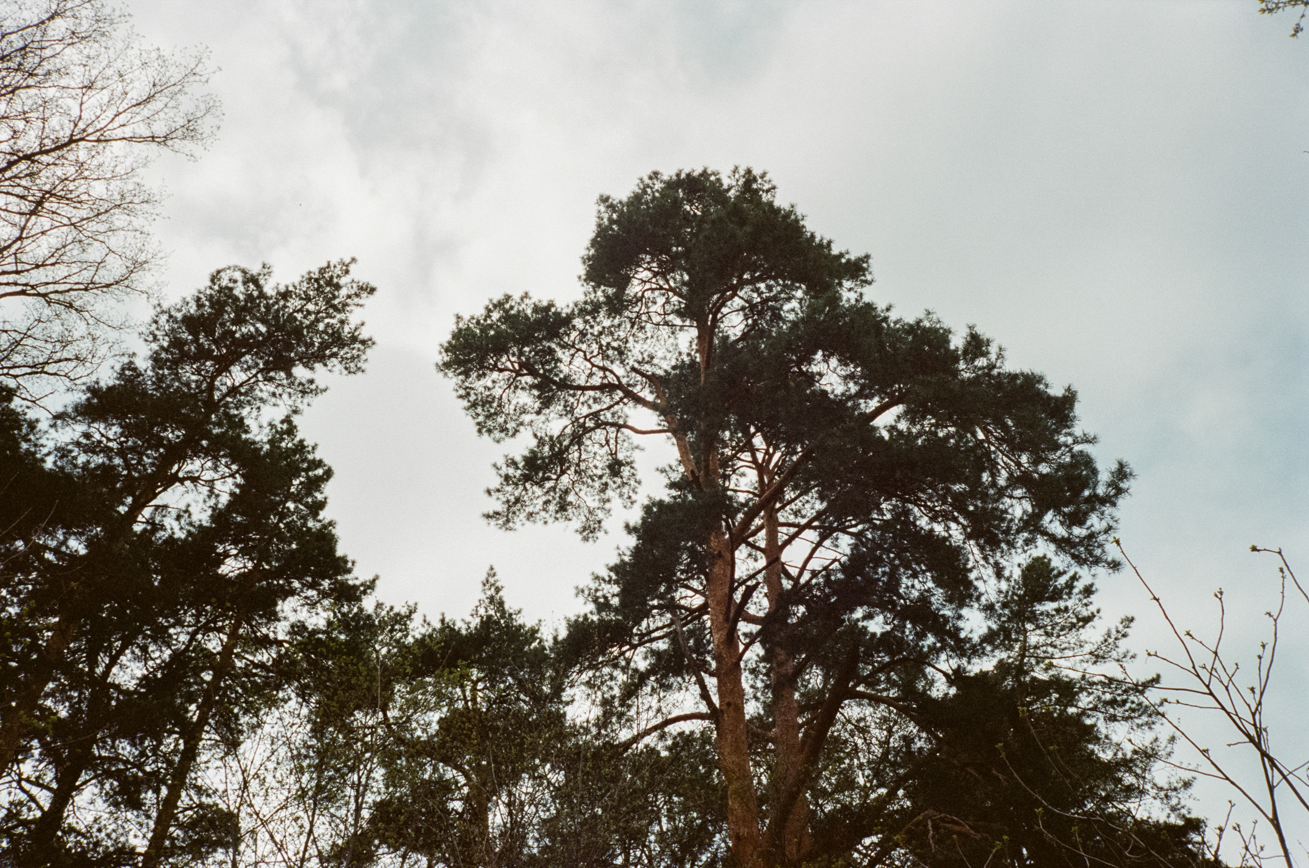Серебряный бор. Весна. Фотограф-документалист Мария Осокина