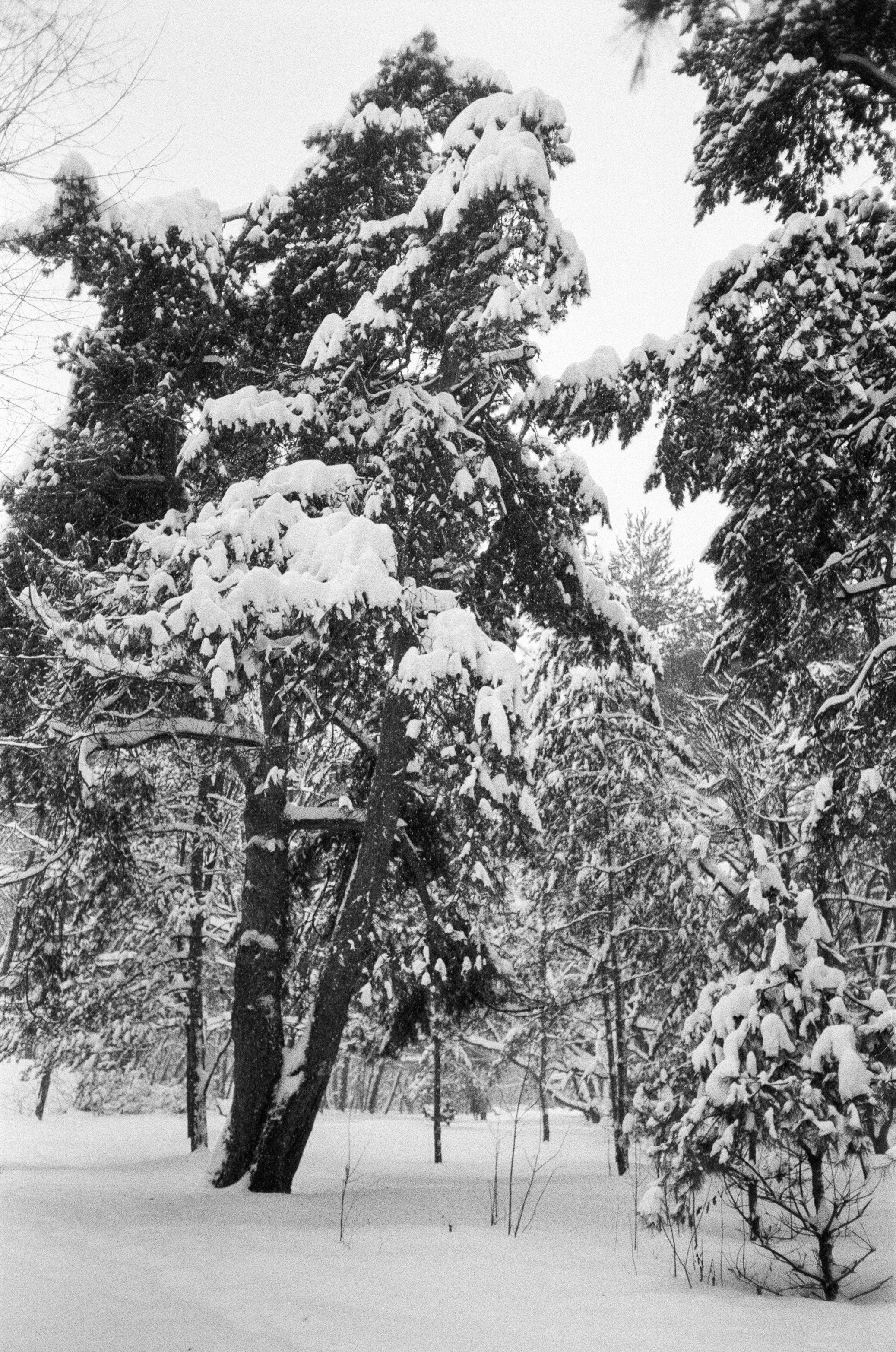 Серебряный Бор. Черно-белая зима. Фотограф-документалист Мария Осокина
