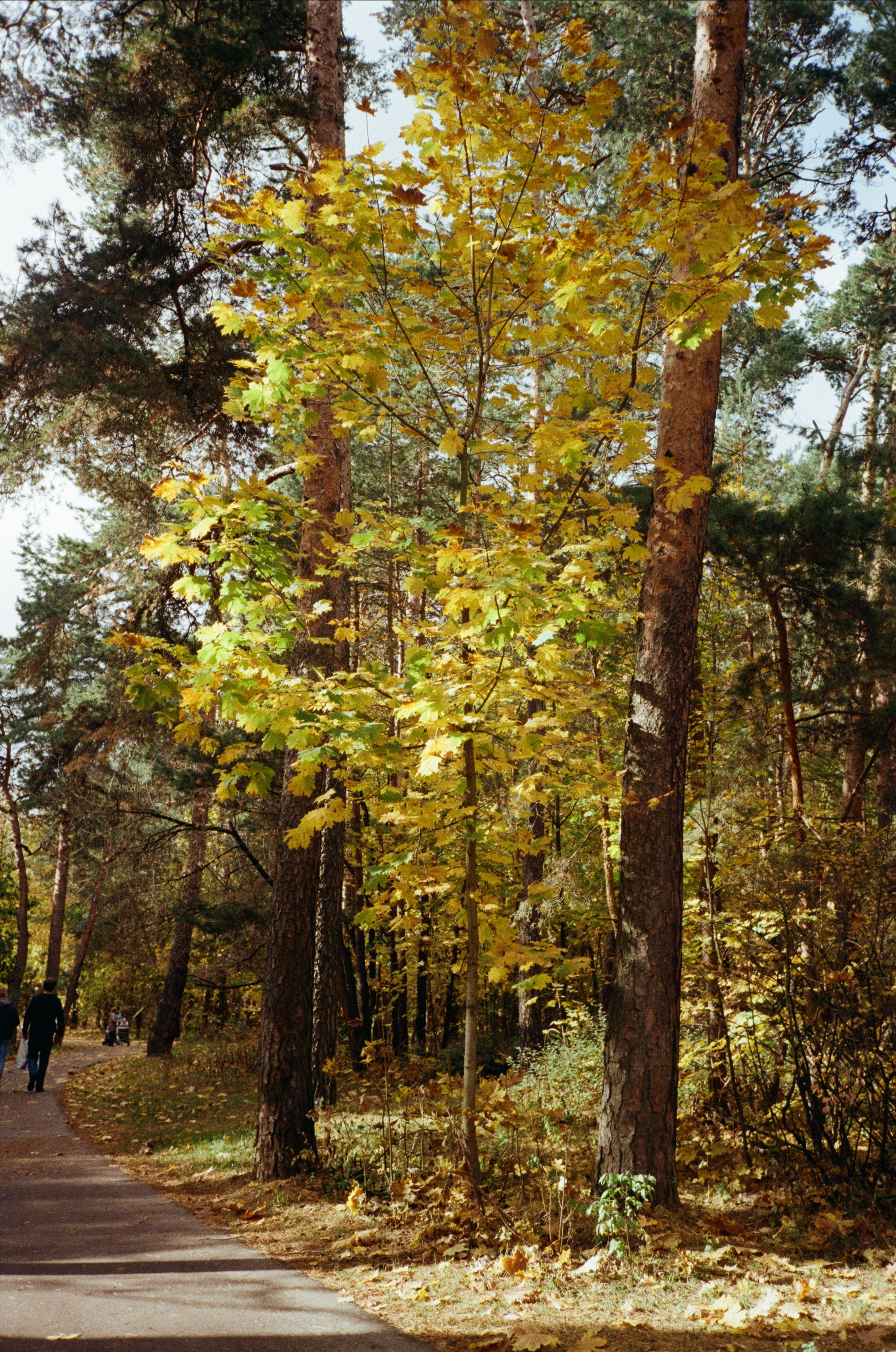 Серебряный Бор. Октябрь. Фотограф-документалист Мария Осокина
