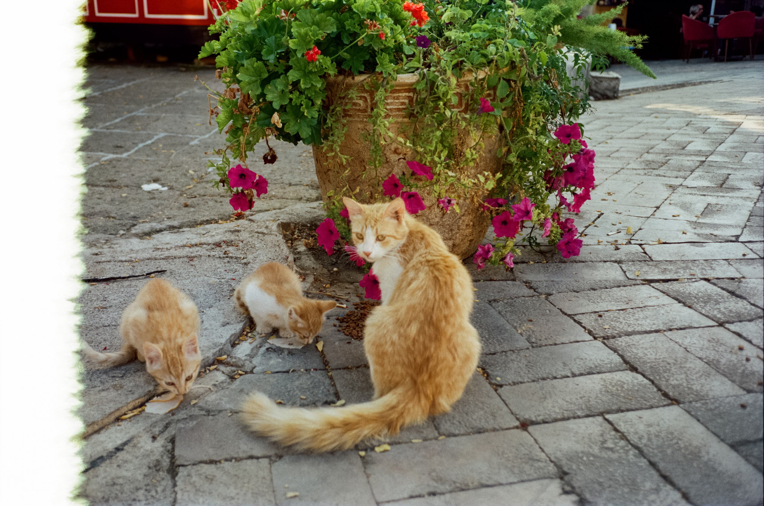 Улочки старого города, котики и кафе GeLatte. Фотограф-документалист Мария Осокина