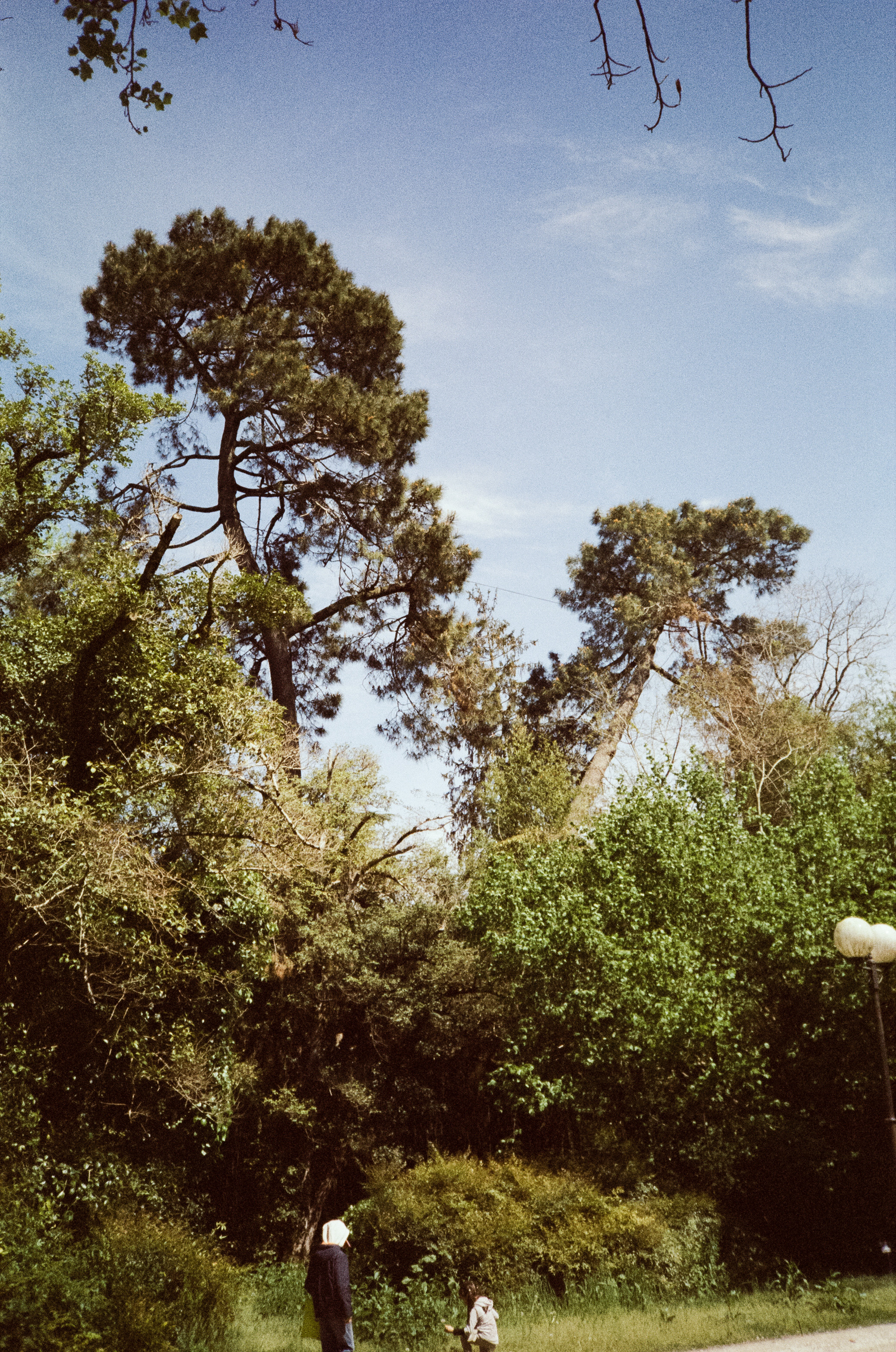 Южные культуры в Адлере. Самолеты. Фотограф-документалист Мария Осокина