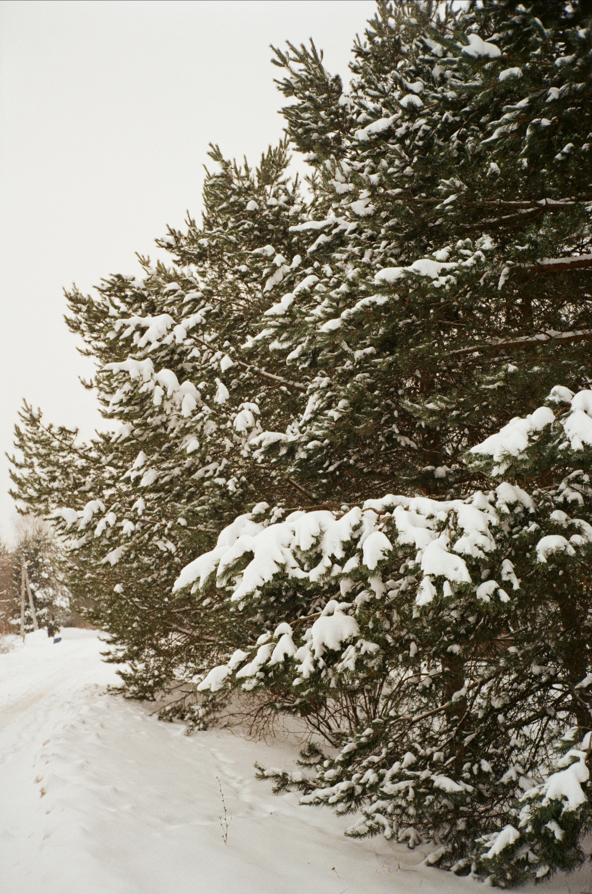 Давыдовское. Снежный декабрь. Фотограф-документалист Мария Осокина