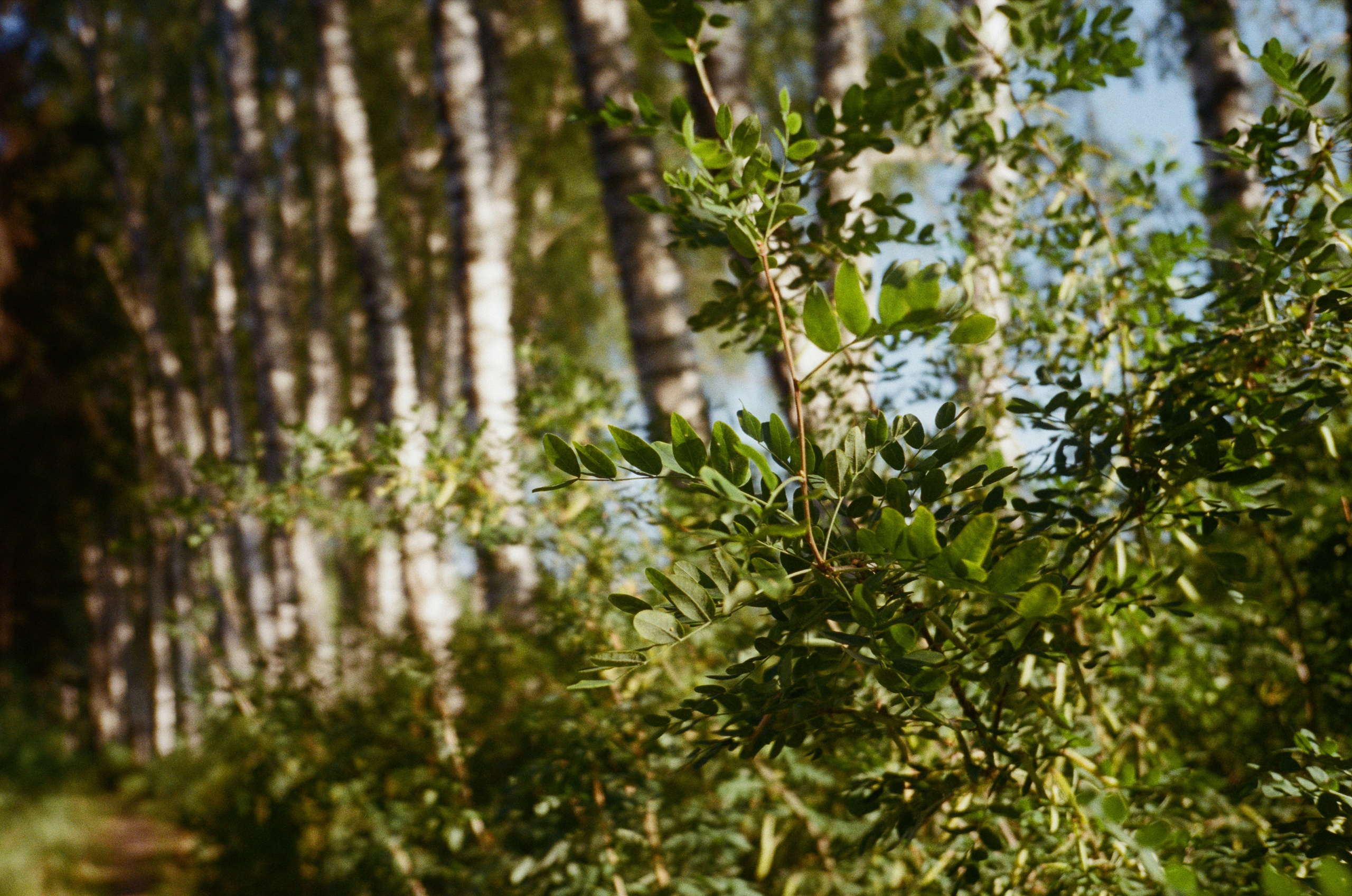Тихая Заводь. Golden hour. Фотограф-документалист Мария Осокина