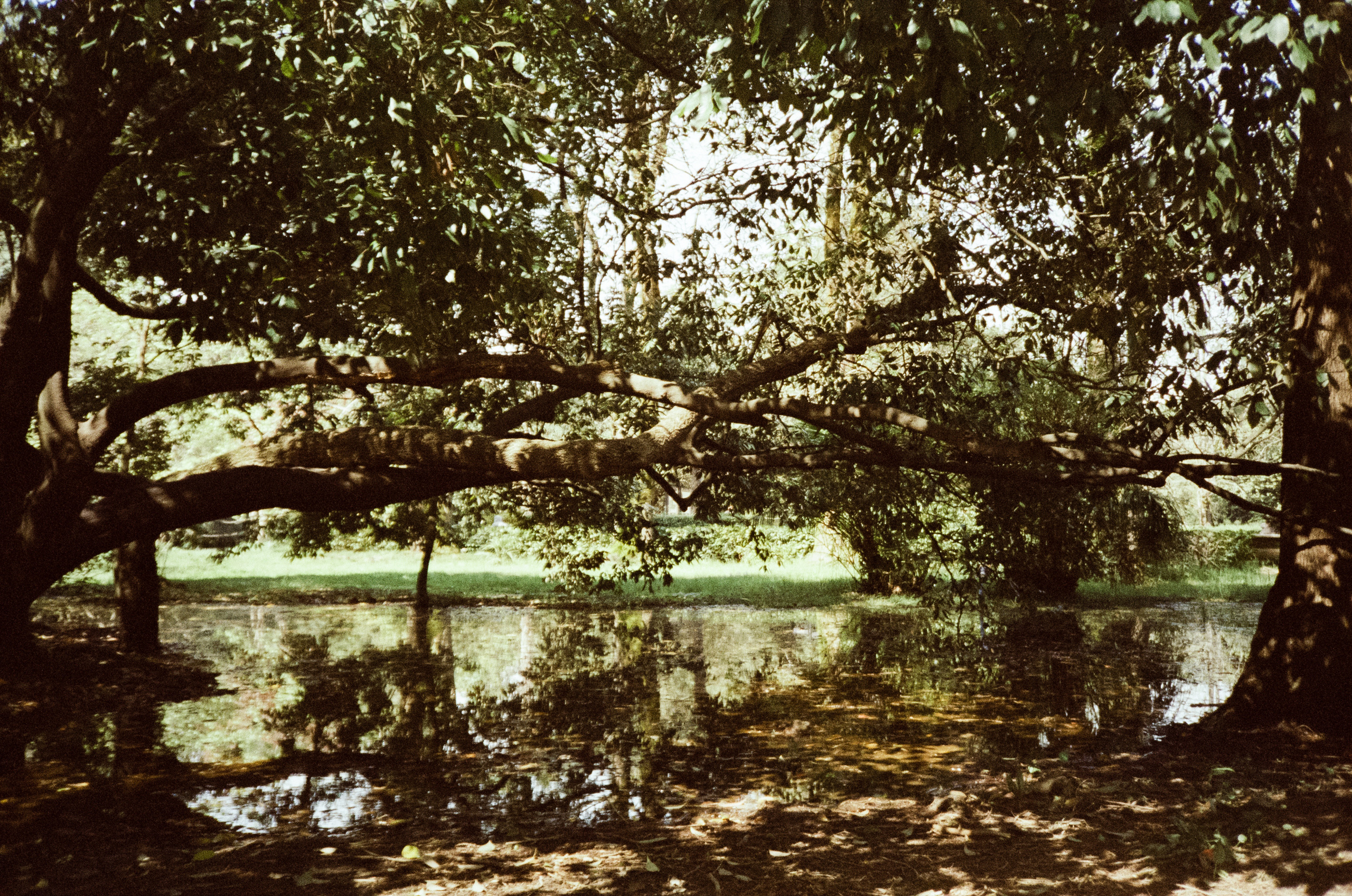 Южные культуры в Адлере. Самолеты. Фотограф-документалист Мария Осокина
