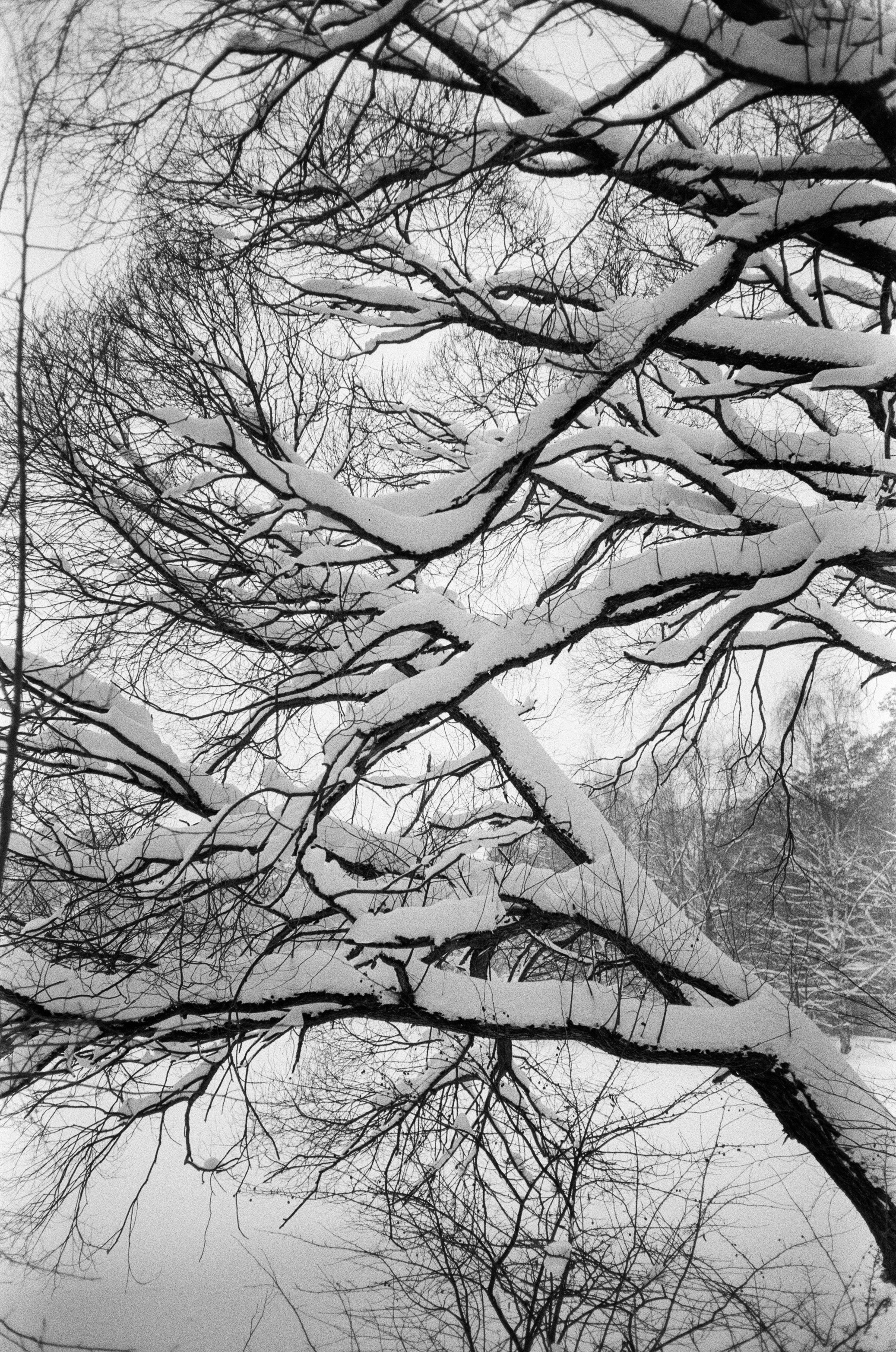 Серебряный Бор. Черно-белая зима. Фотограф-документалист Мария Осокина