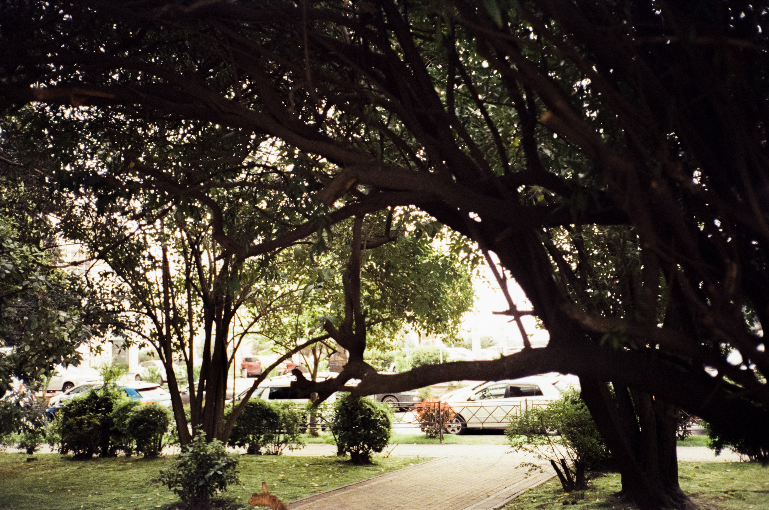 Комсомольский сквер, улочки Сочи и морской порт. Фотограф-документалист Мария Осокина