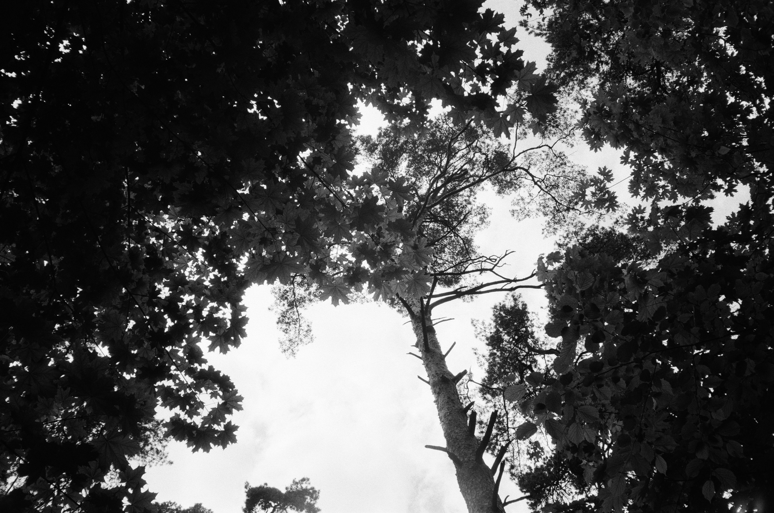 Серебряный Бор. Лето в ч/б. Фотограф-документалист Мария Осокина