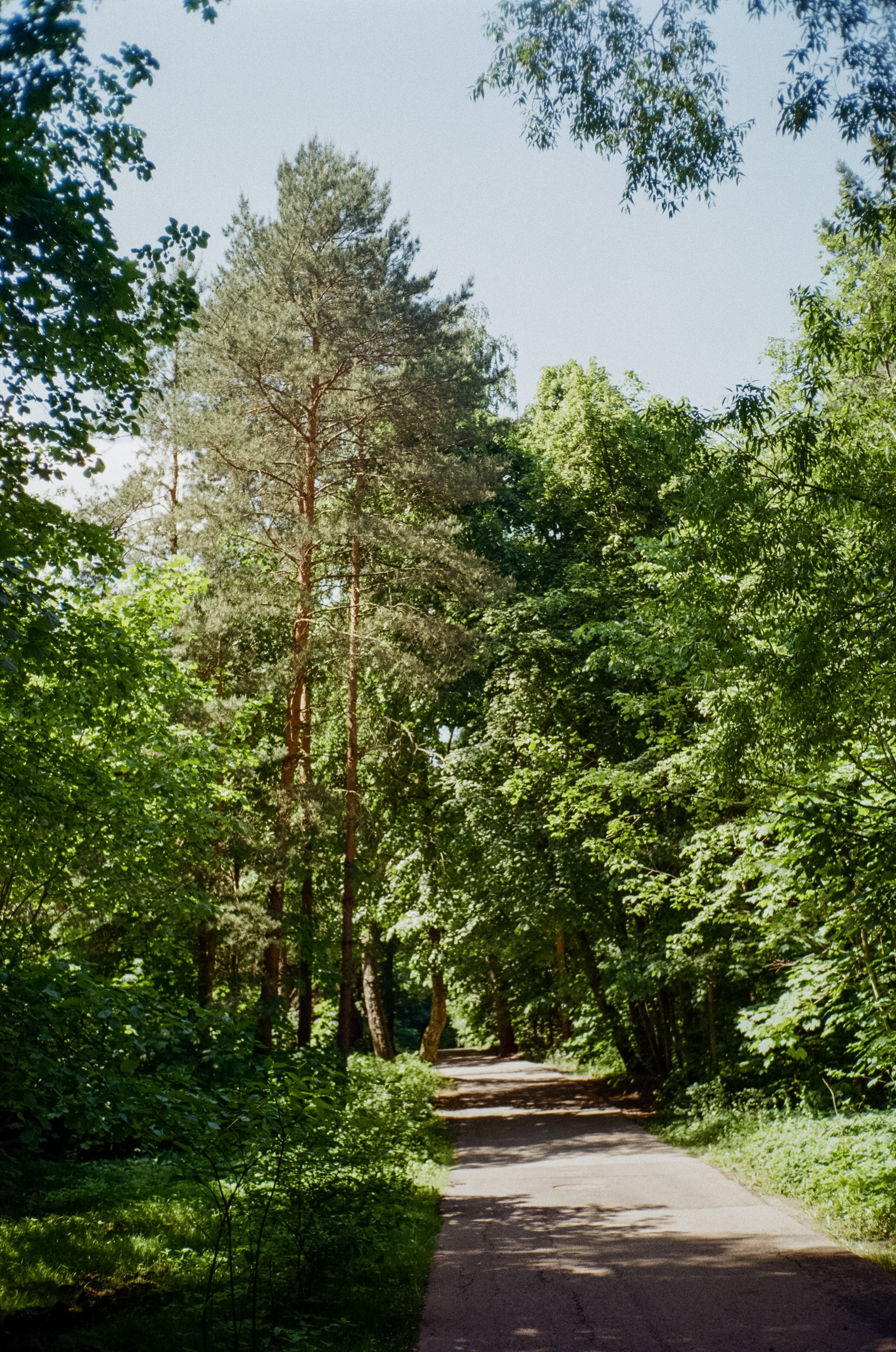 Серебряный Бор. Импрессионизм. Фотограф-документалист Мария Осокина