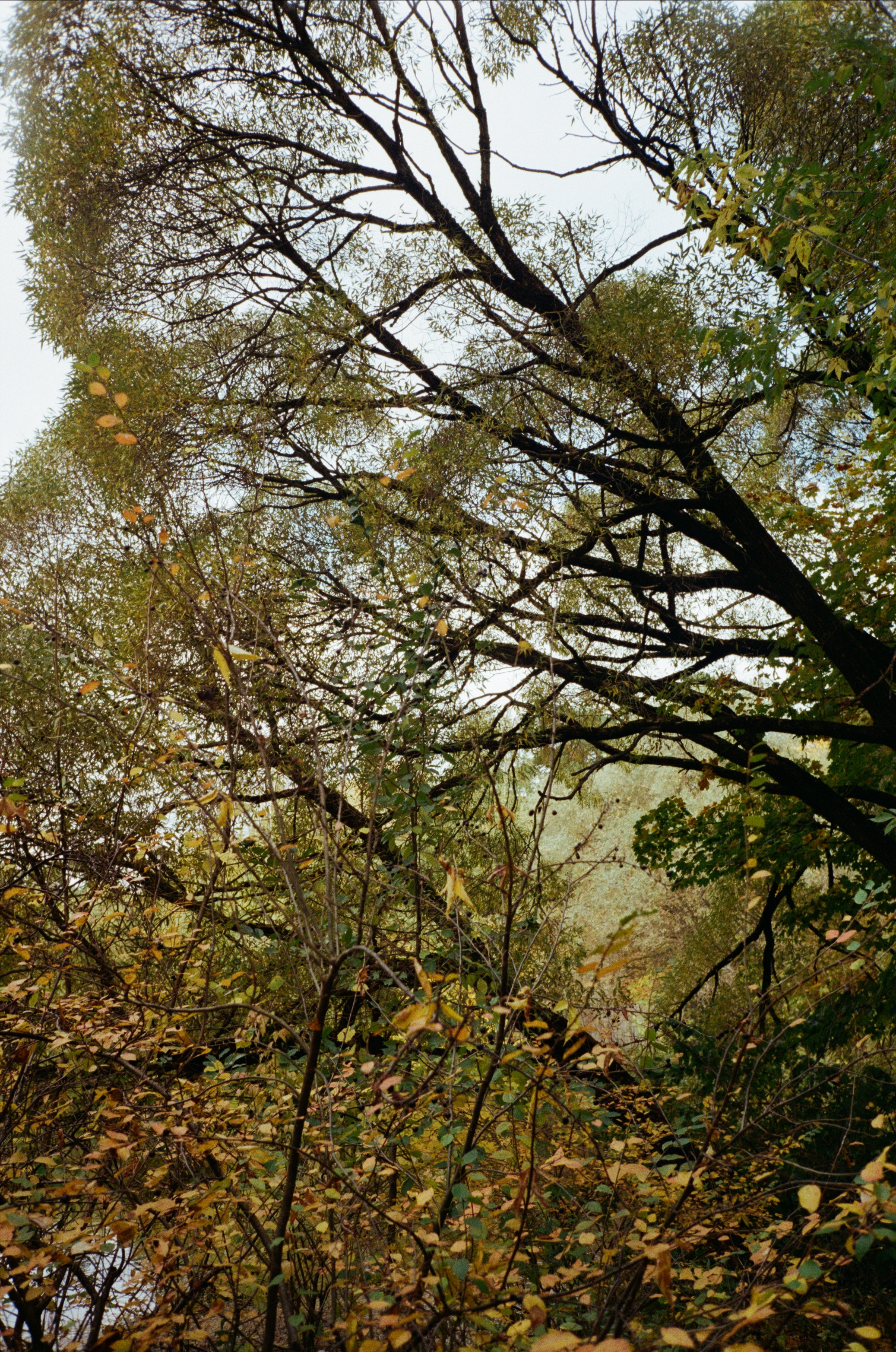 Серебряный Бор. Октябрь. Фотограф-документалист Мария Осокина