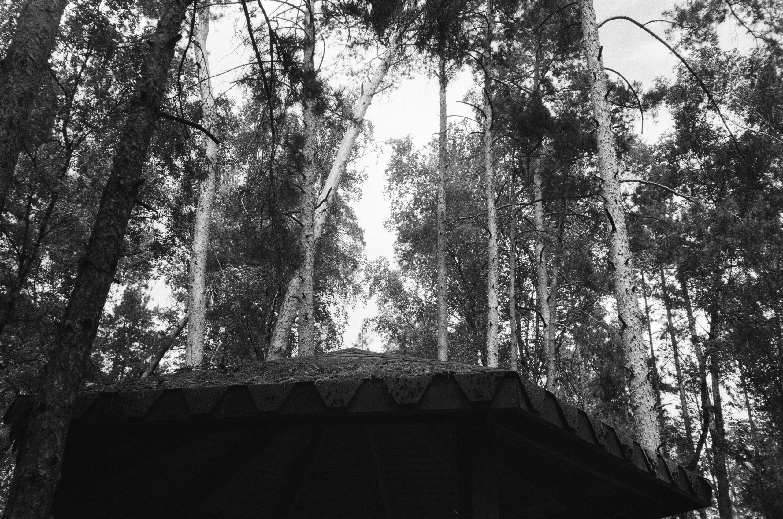 Серебряный Бор. Лето в ч/б. Фотограф-документалист Мария Осокина