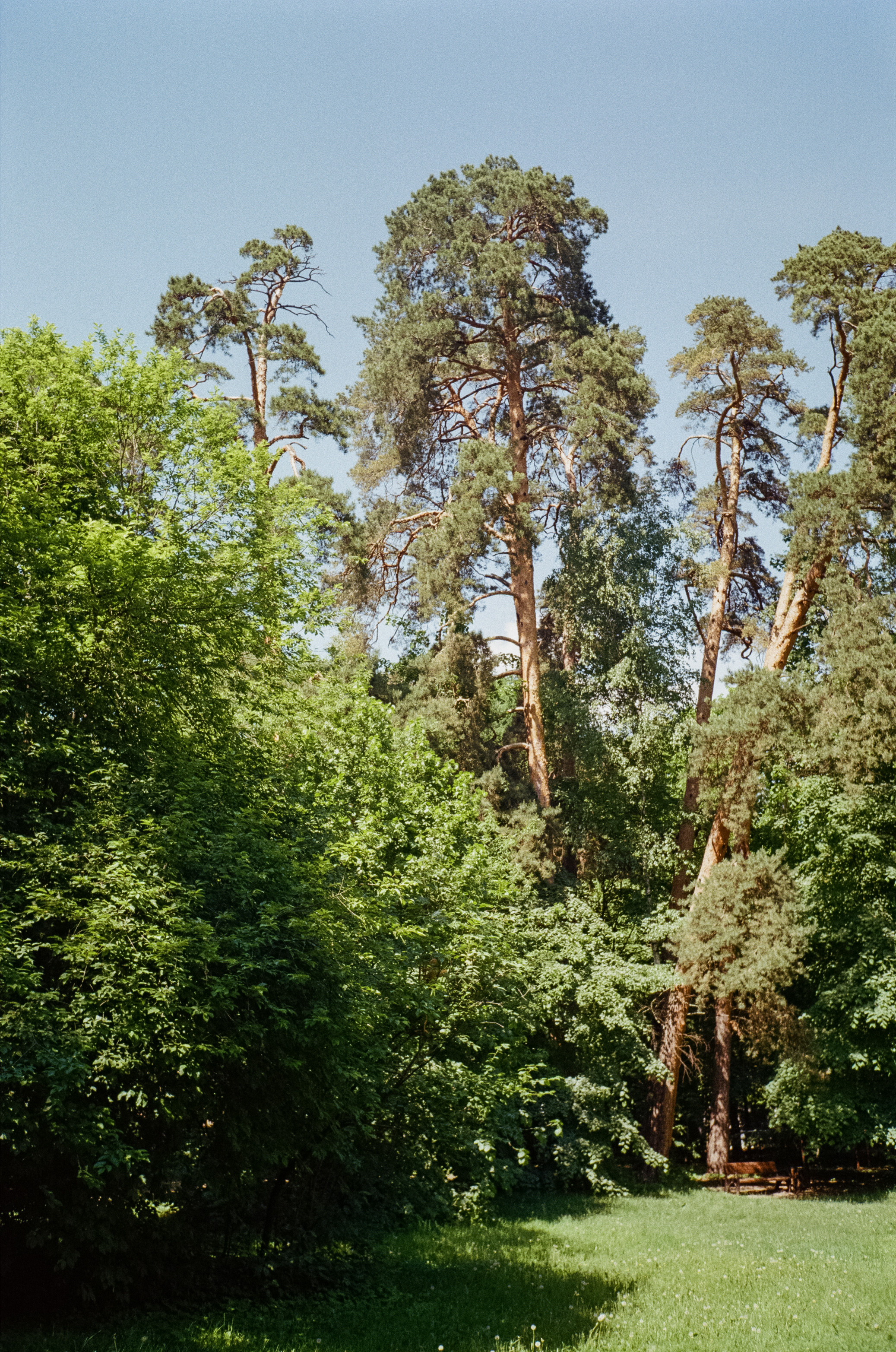 Серебряный Бор. Импрессионизм. Фотограф-документалист Мария Осокина