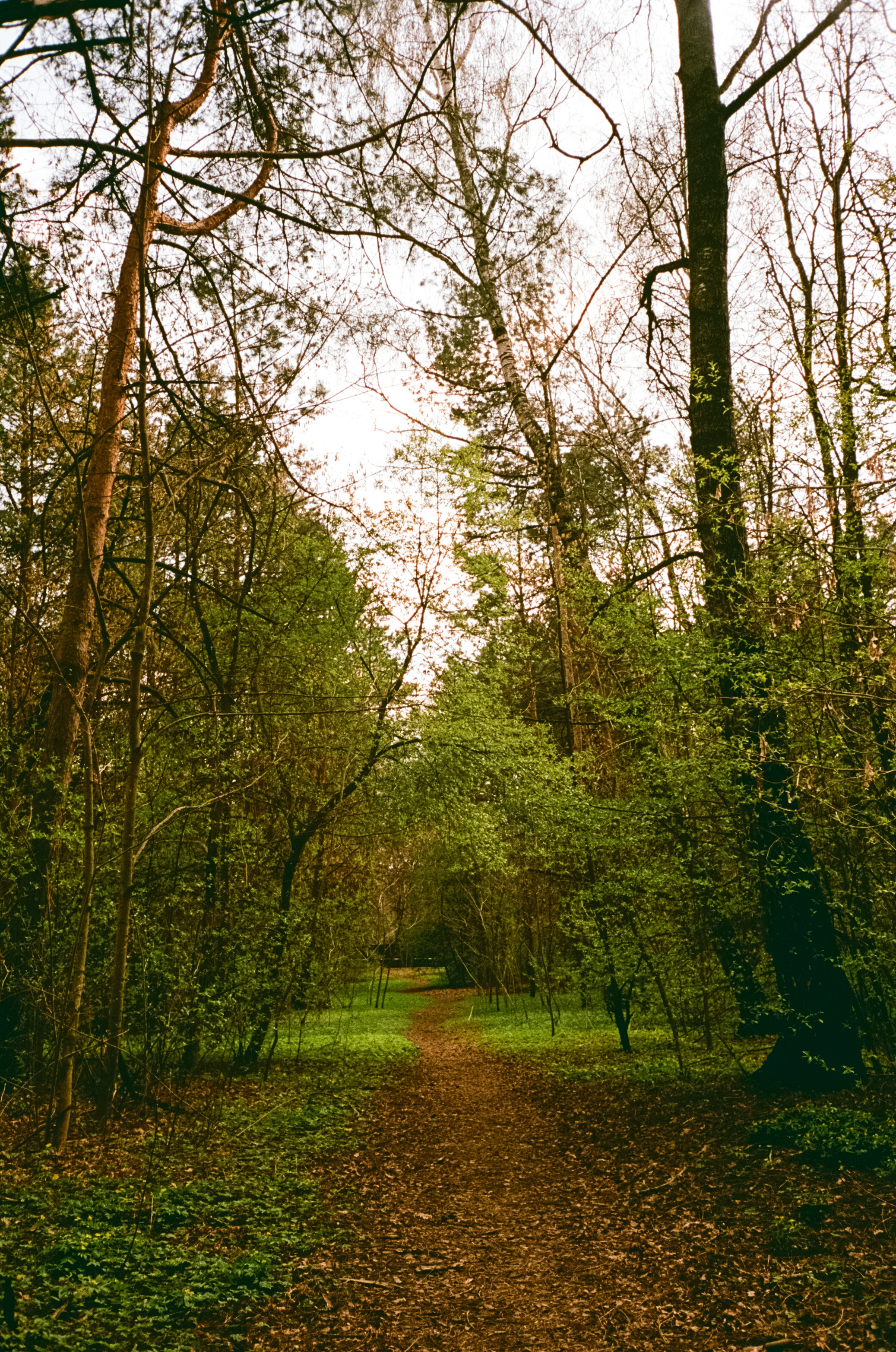 Серебряный Бор. Май. Сепия. Фотограф-документалист Мария Осокина