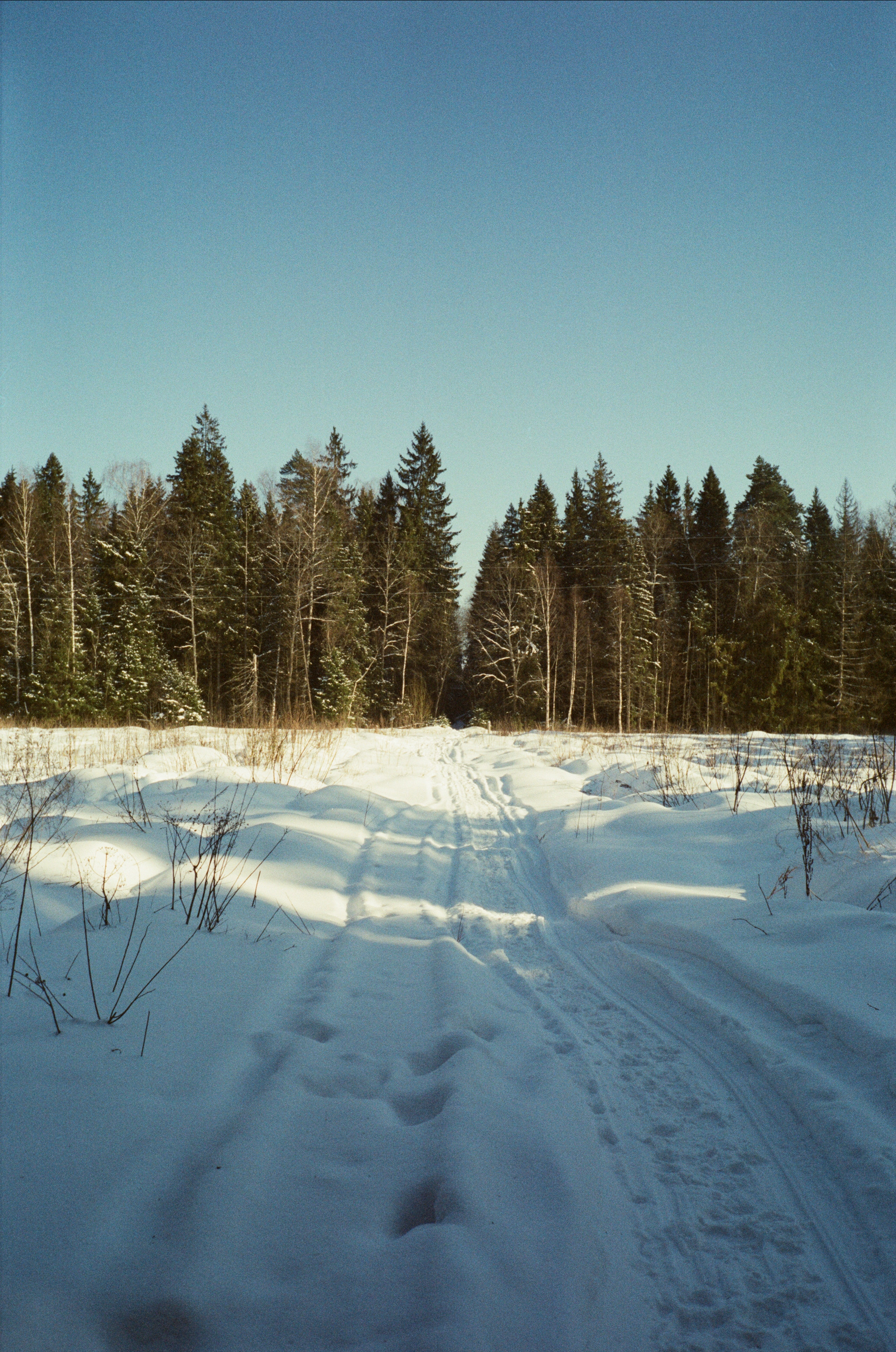 Лесная прогулка в День Рождения. Фотограф-документалист Мария Осокина
