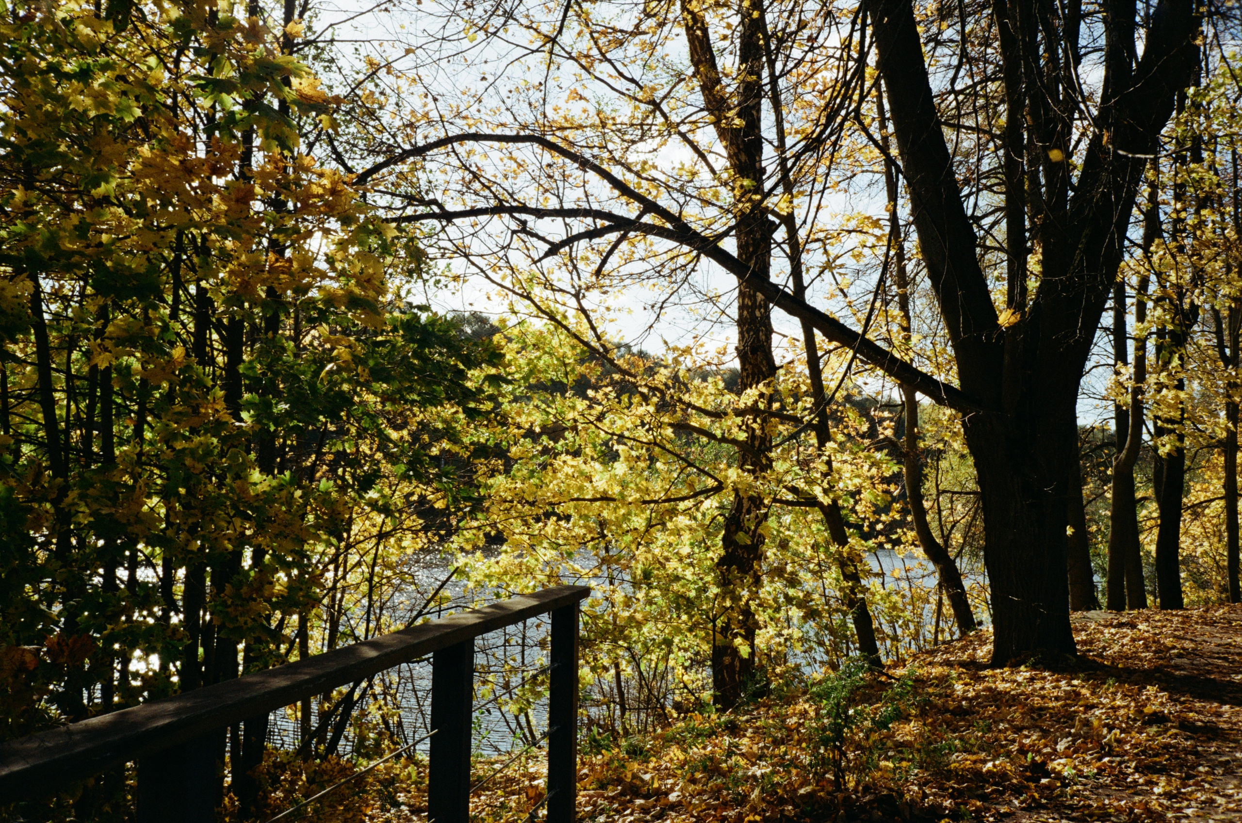 Архангельское. Золотая осень. Фотограф-документалист Мария Осокина