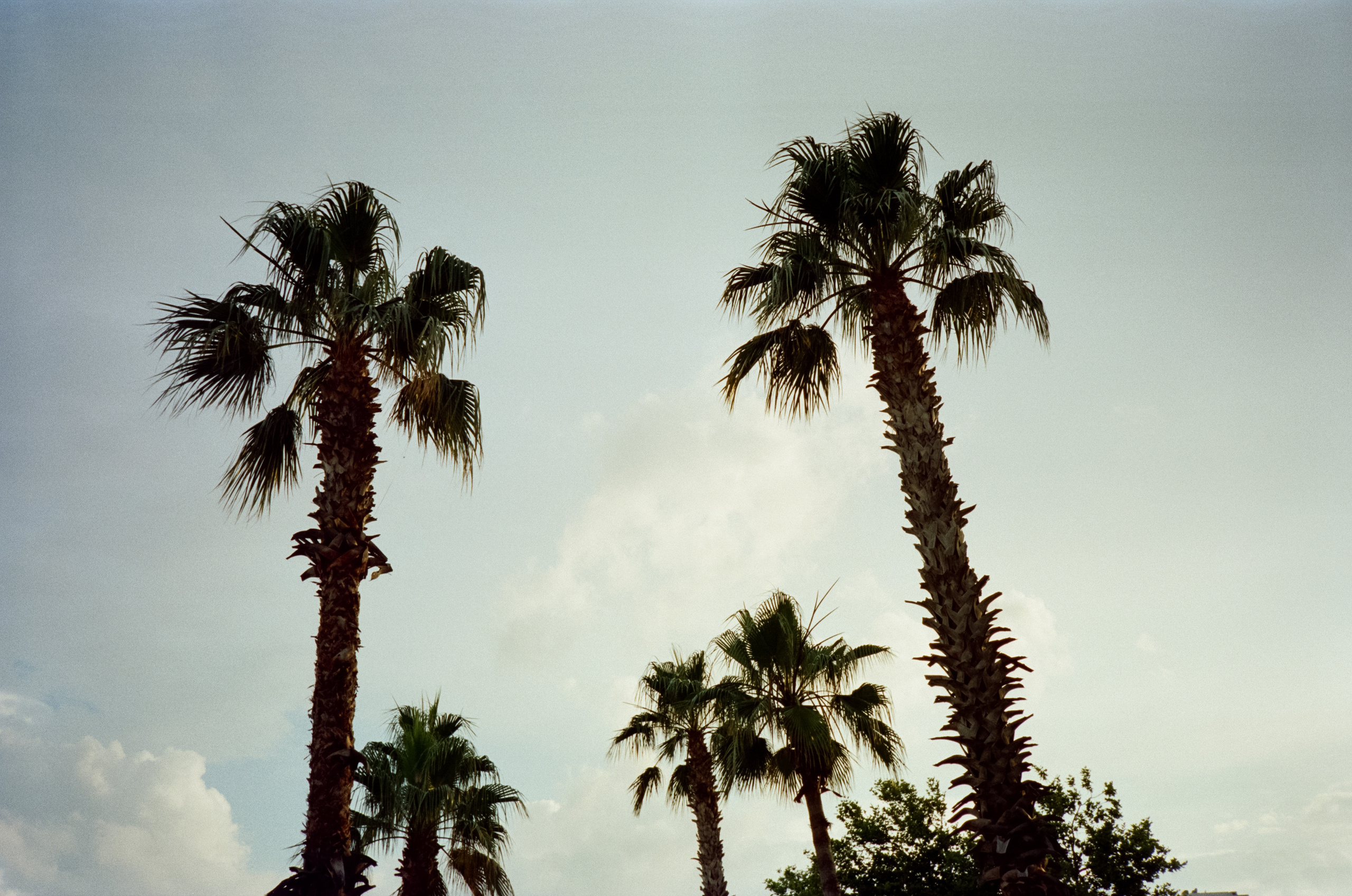 Вечерняя прогулка по набережной Коньяалты: море, корабли, пальмы и жел. Фотограф-документалист Мария Осокина