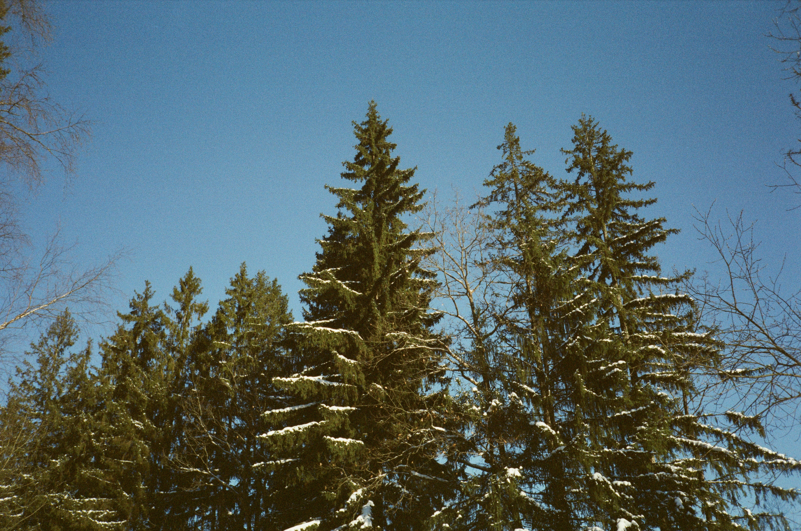 Лесная прогулка в День Рождения. Фотограф-документалист Мария Осокина
