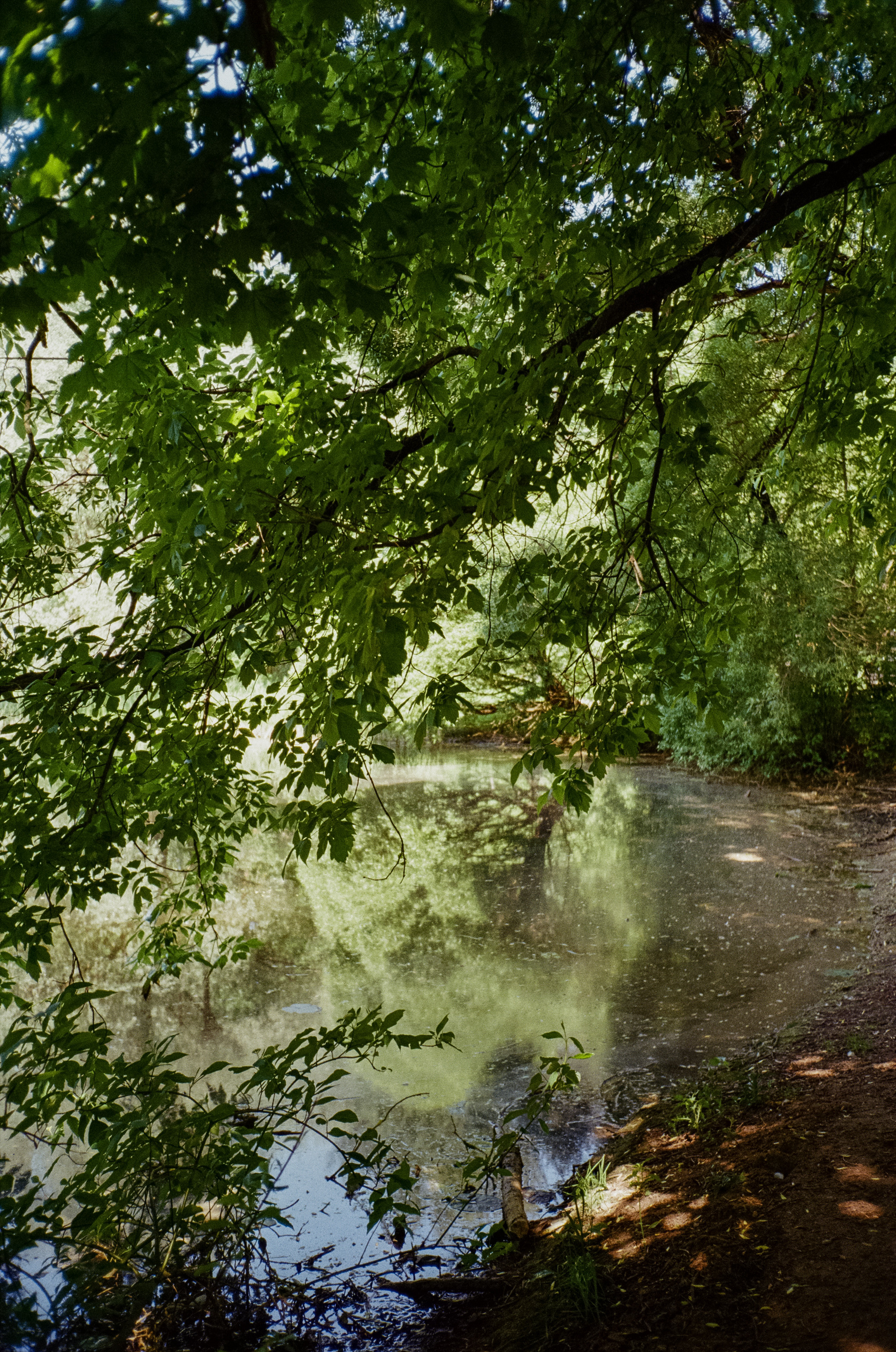 Серебряный Бор. Импрессионизм. Фотограф-документалист Мария Осокина