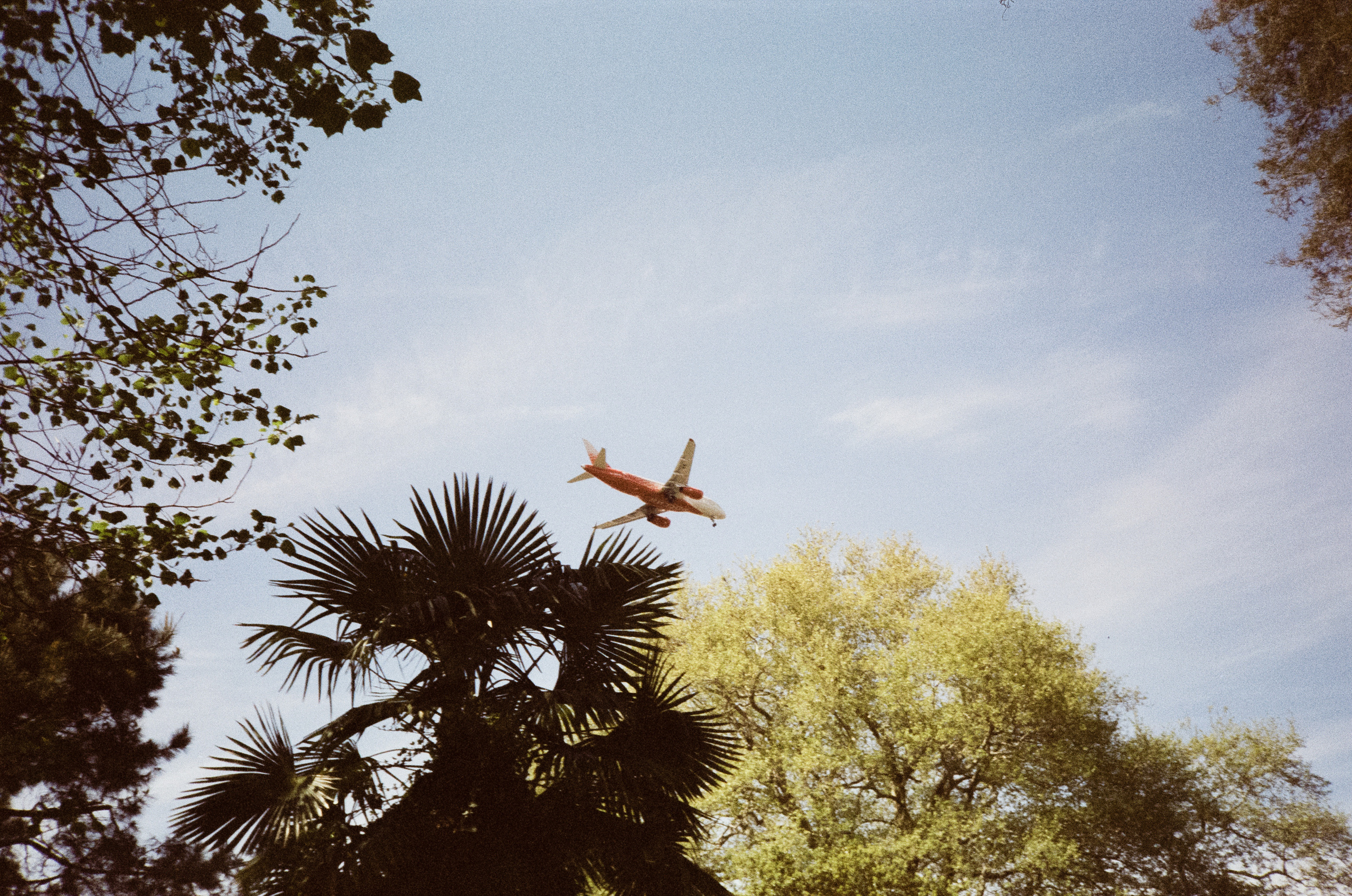 Южные культуры в Адлере. Самолеты. Фотограф-документалист Мария Осокина