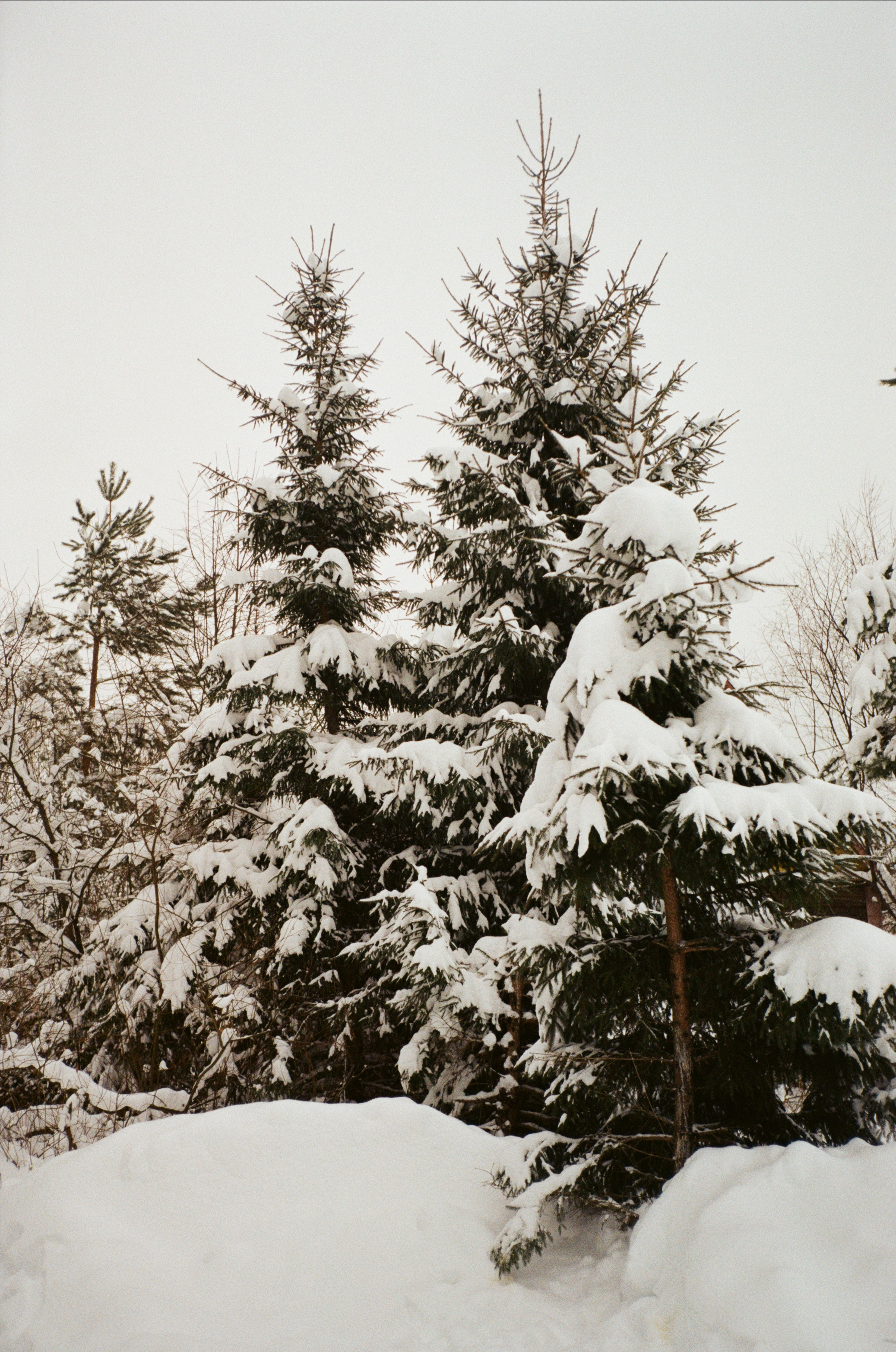 Давыдовское. Снежный декабрь. Фотограф-документалист Мария Осокина