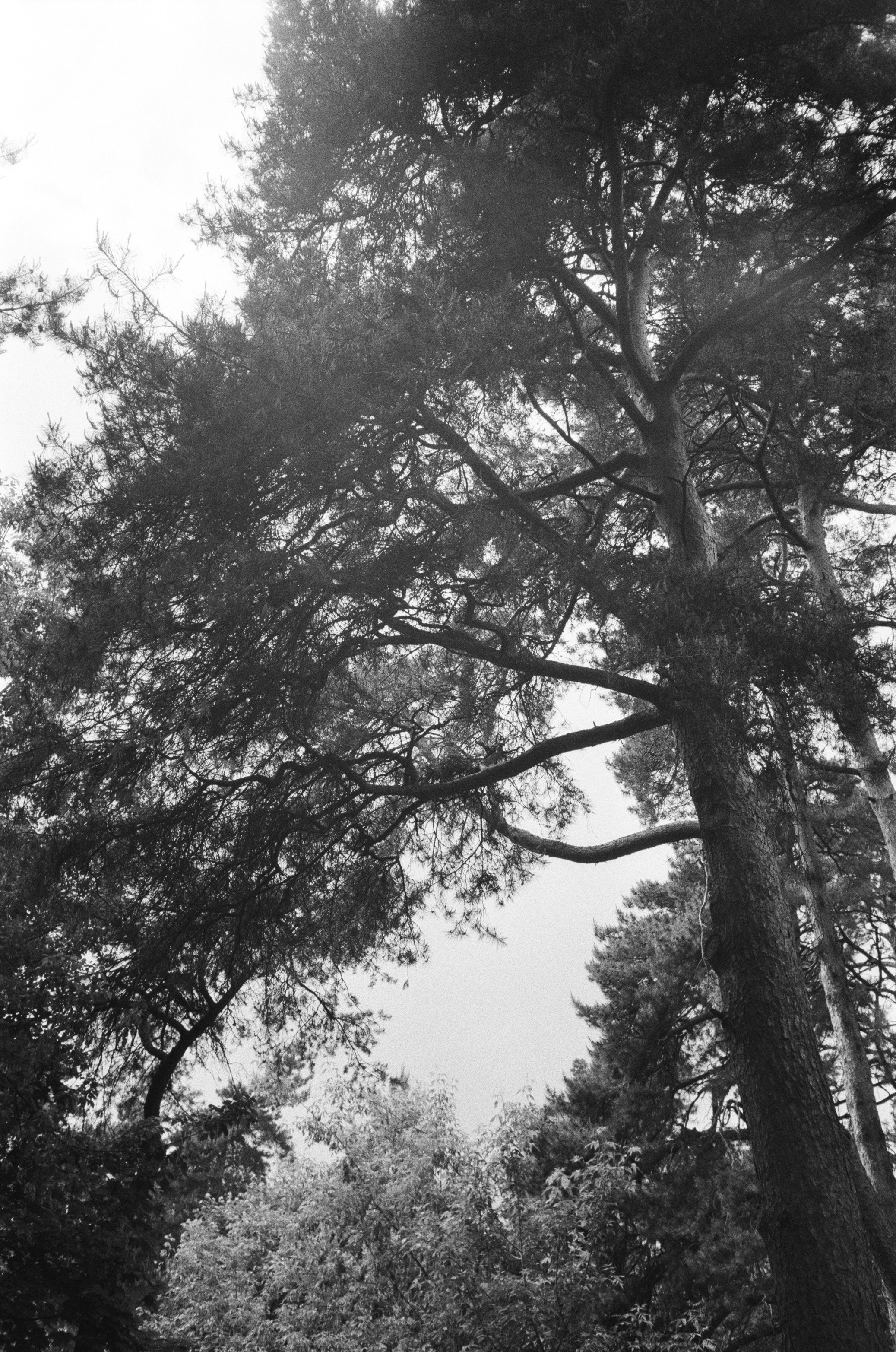 Серебряный Бор. Лето в ч/б. Фотограф-документалист Мария Осокина