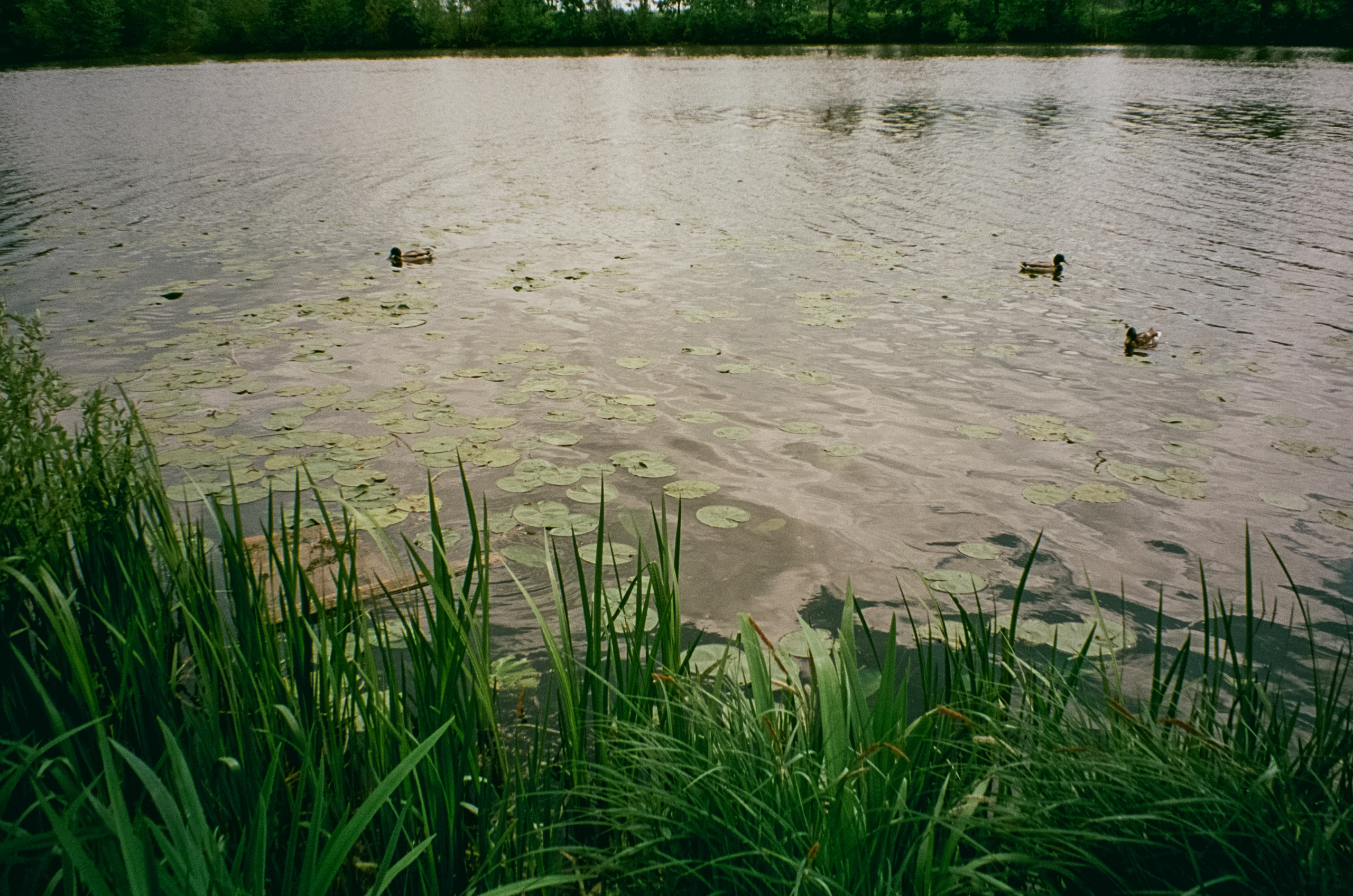 Архангельское. Июнь. Фотограф-документалист Мария Осокина