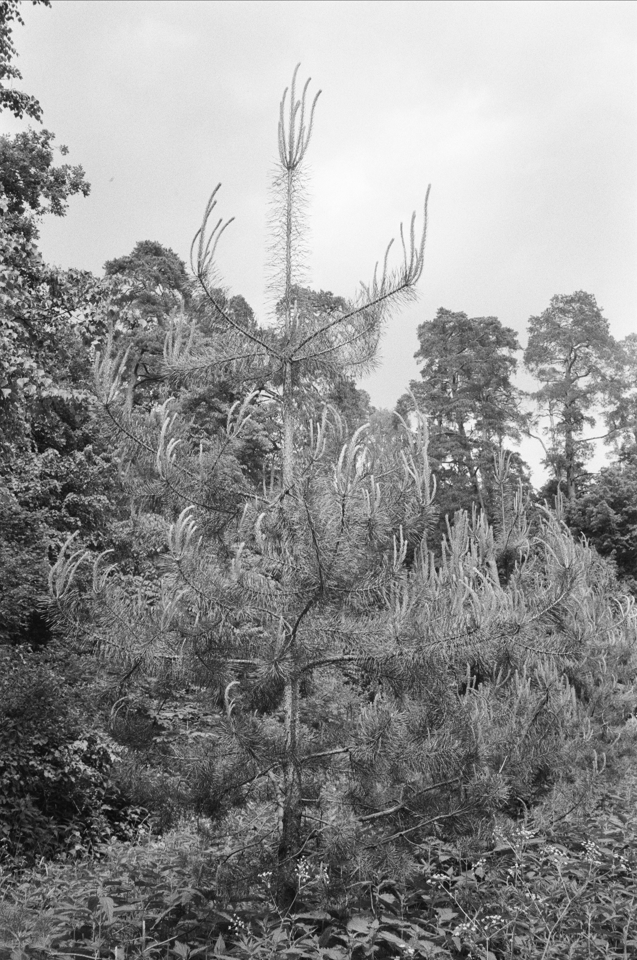 Серебряный Бор. Лето в ч/б. Фотограф-документалист Мария Осокина