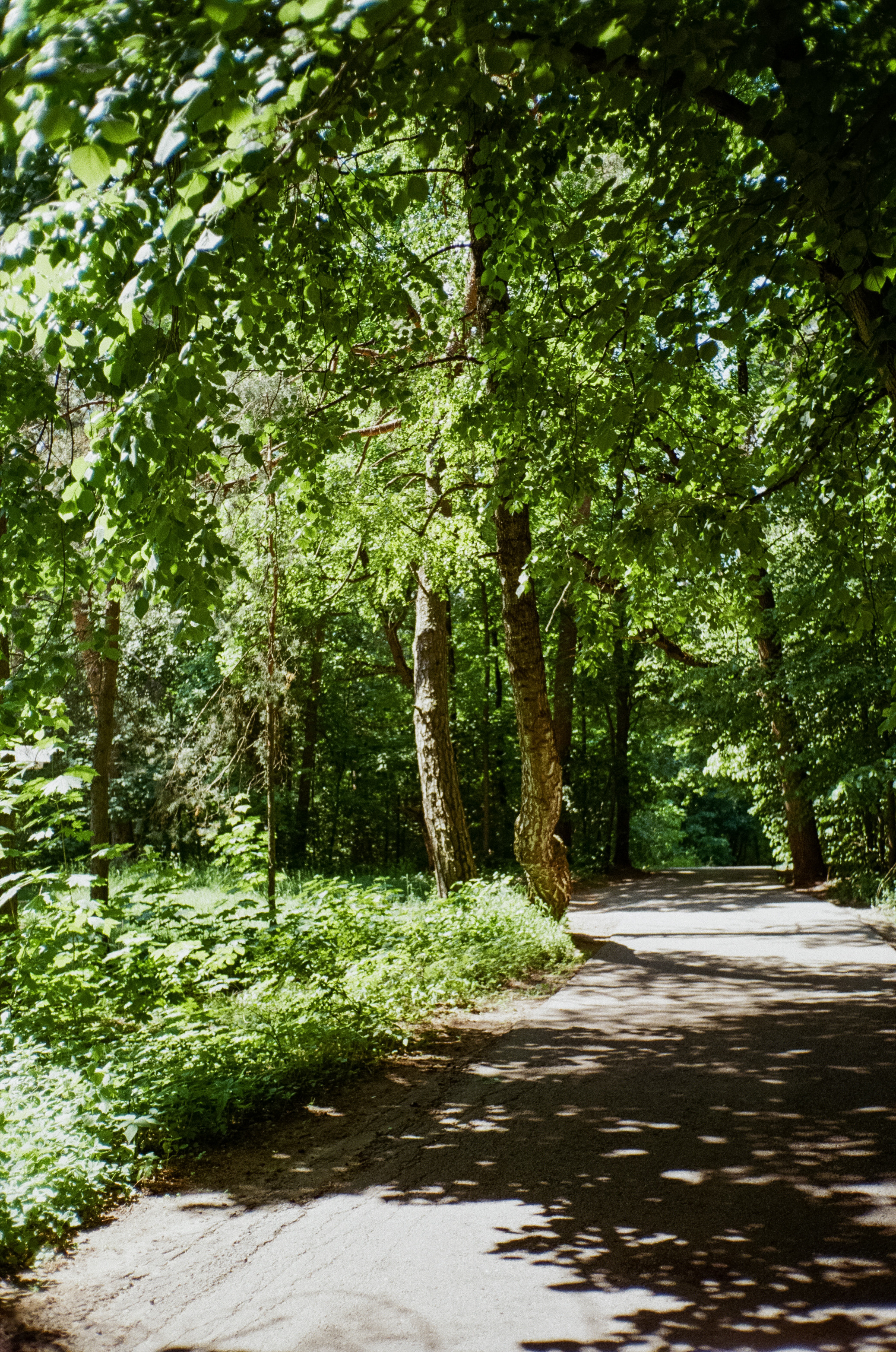 Серебряный Бор. Импрессионизм. Фотограф-документалист Мария Осокина