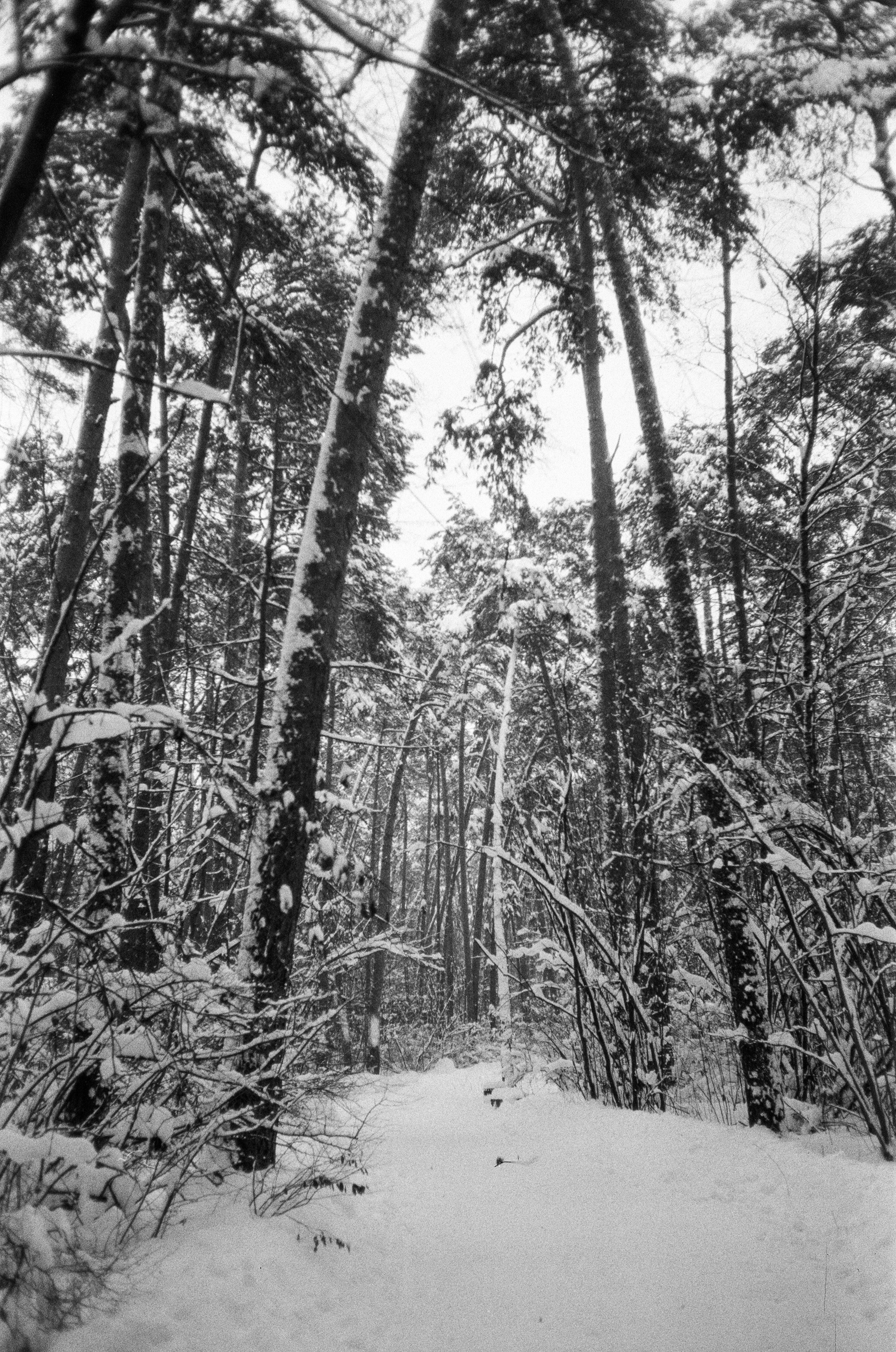 Серебряный Бор. Черно-белая зима. Фотограф-документалист Мария Осокина