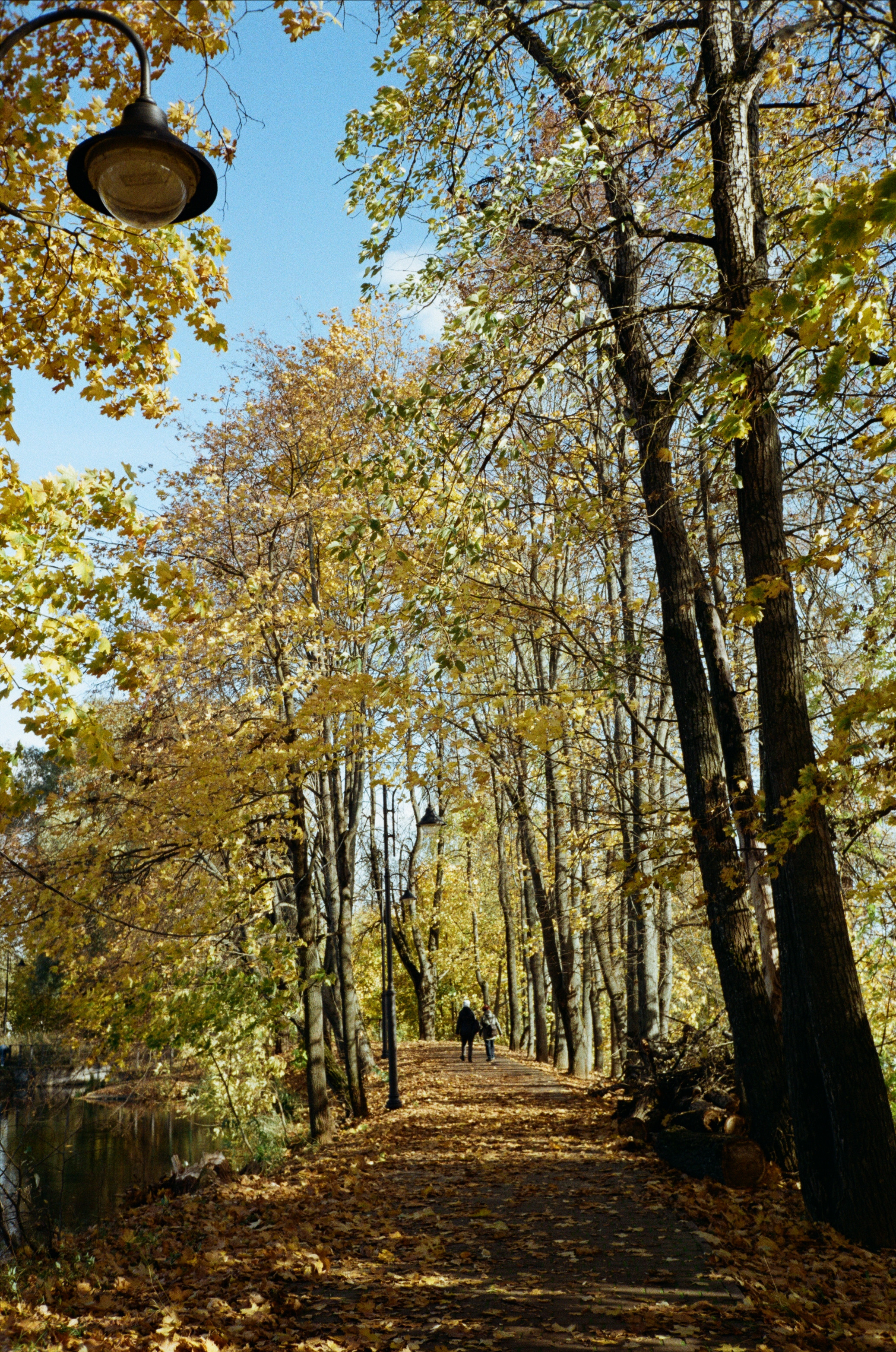 Архангельское. Золотая осень. Фотограф-документалист Мария Осокина
