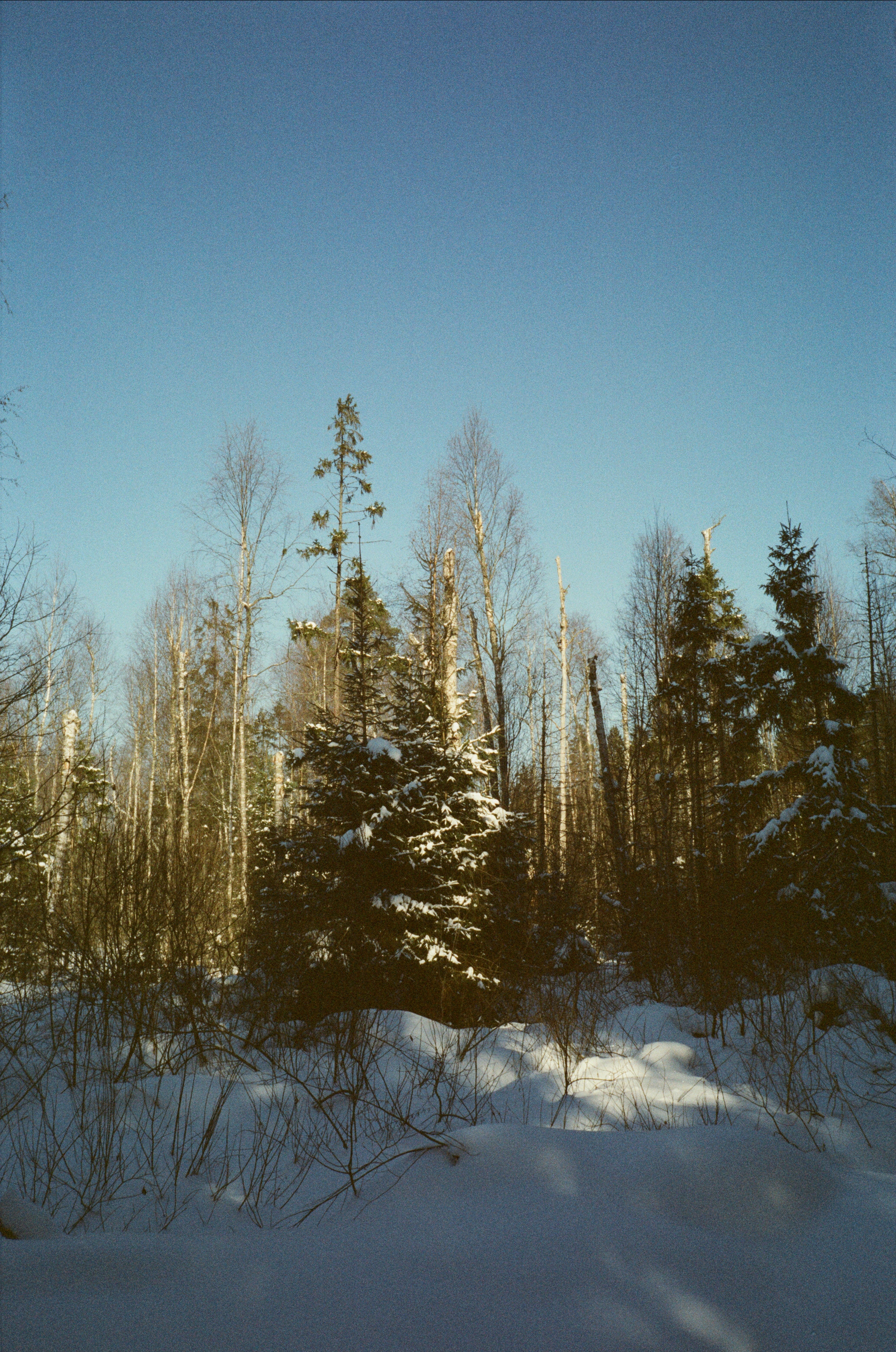 Лесная прогулка в День Рождения. Фотограф-документалист Мария Осокина