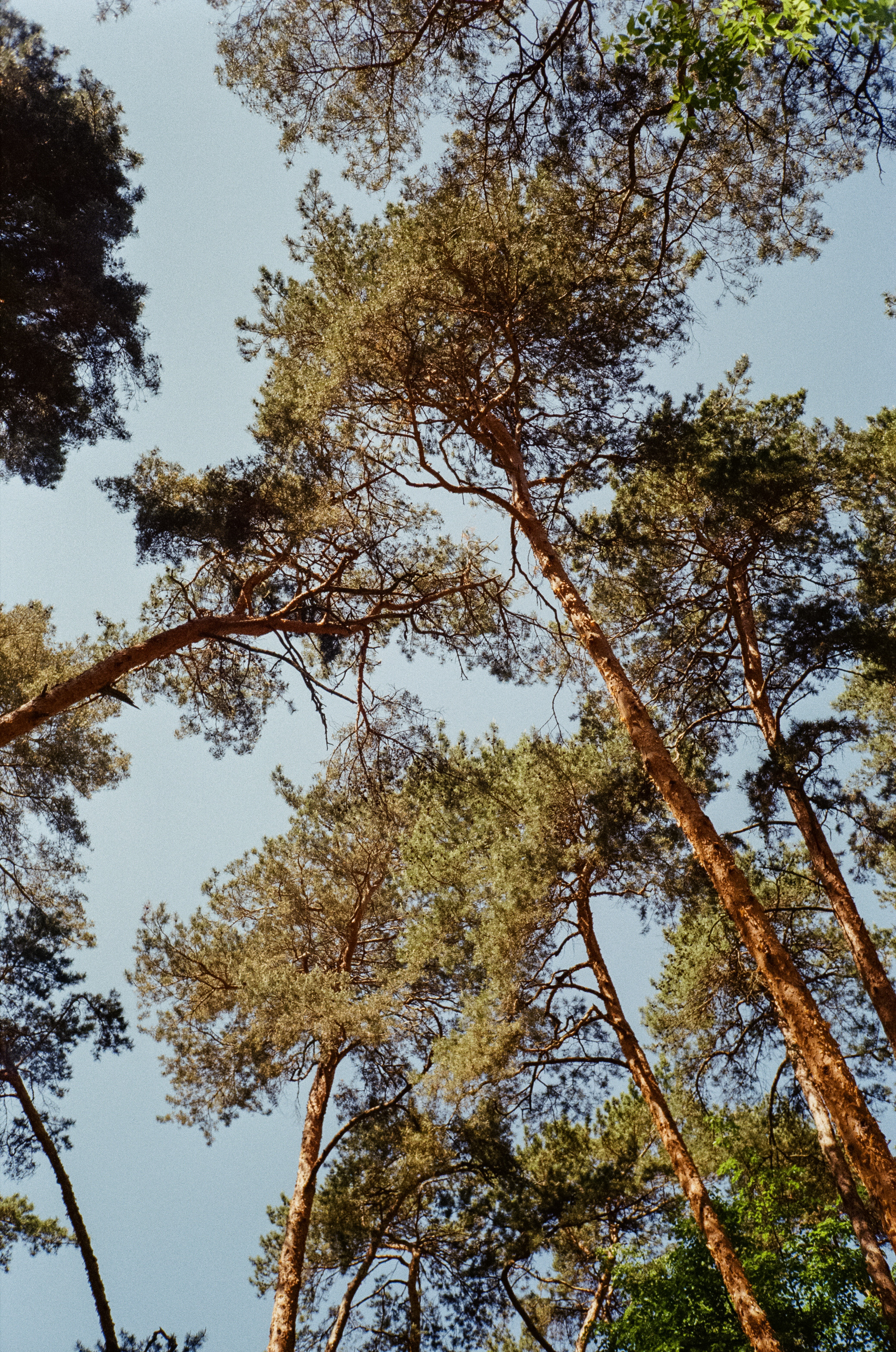 Серебряный Бор. Импрессионизм. Фотограф-документалист Мария Осокина