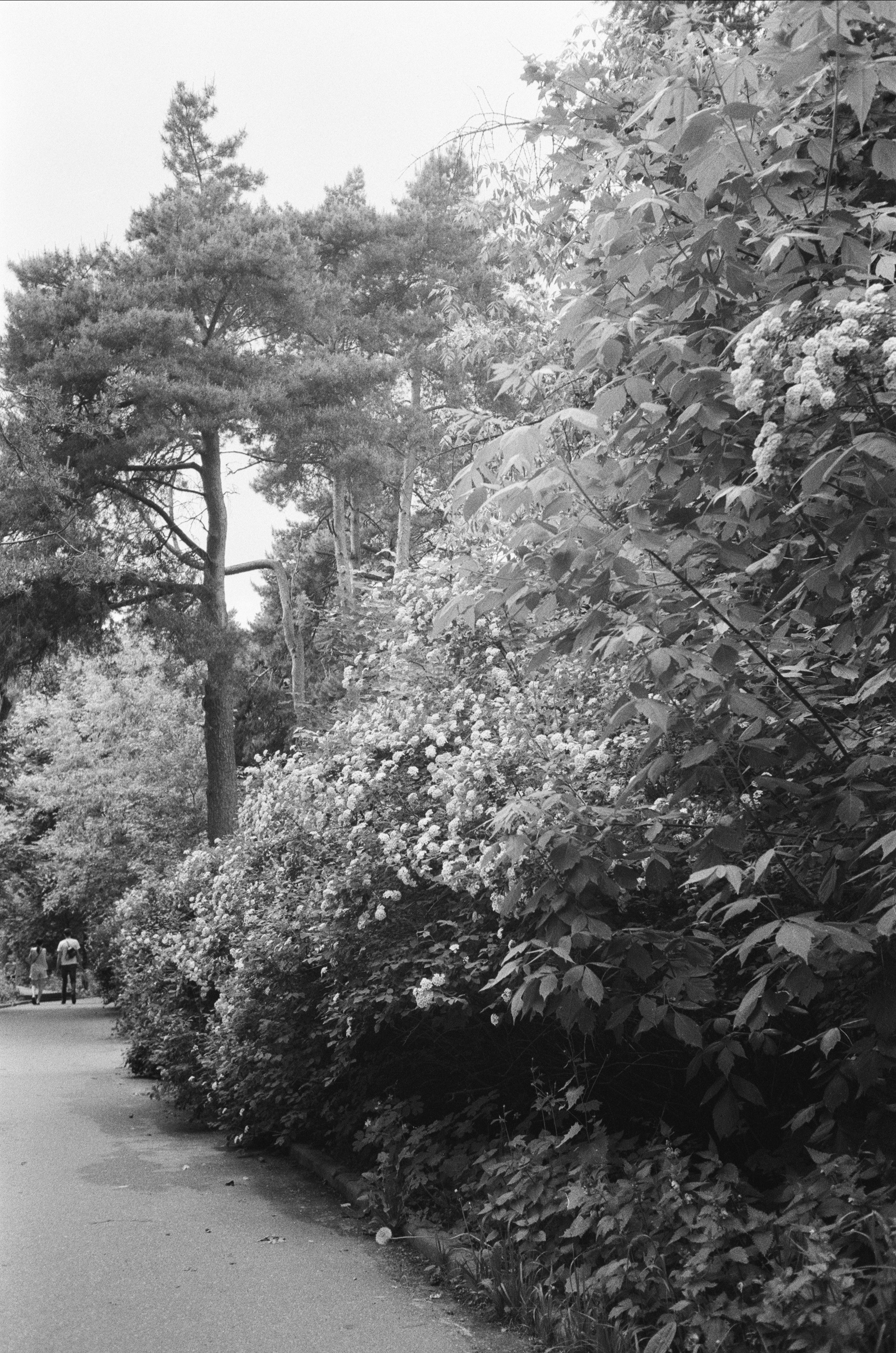 Серебряный Бор. Лето в ч/б. Фотограф-документалист Мария Осокина