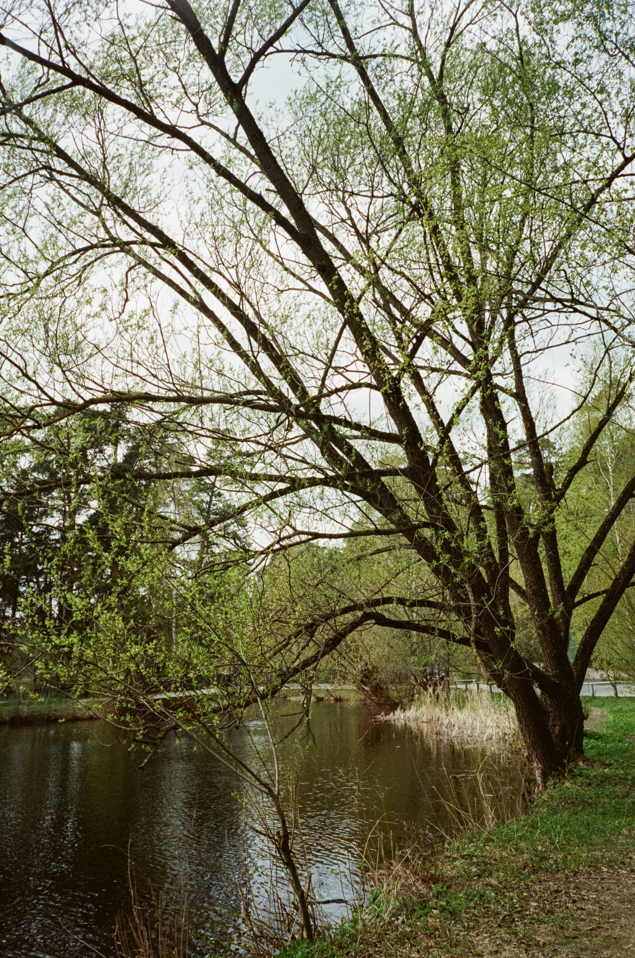 Серебряный бор. Весна. Фотограф-документалист Мария Осокина