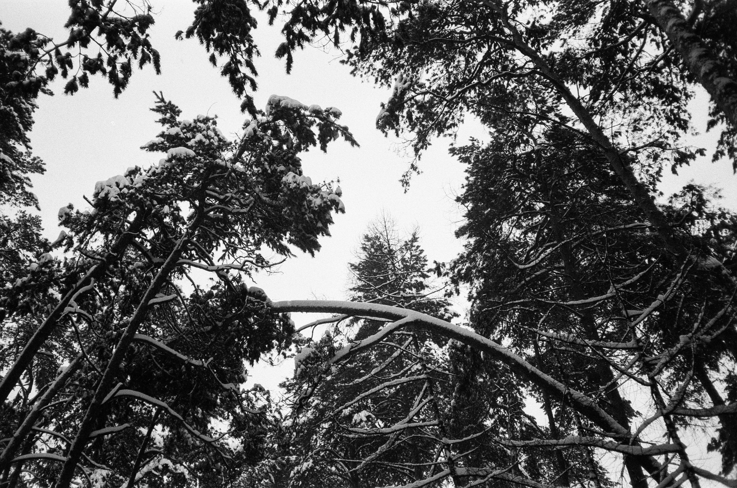 Серебряный Бор. Черно-белая зима. Фотограф-документалист Мария Осокина