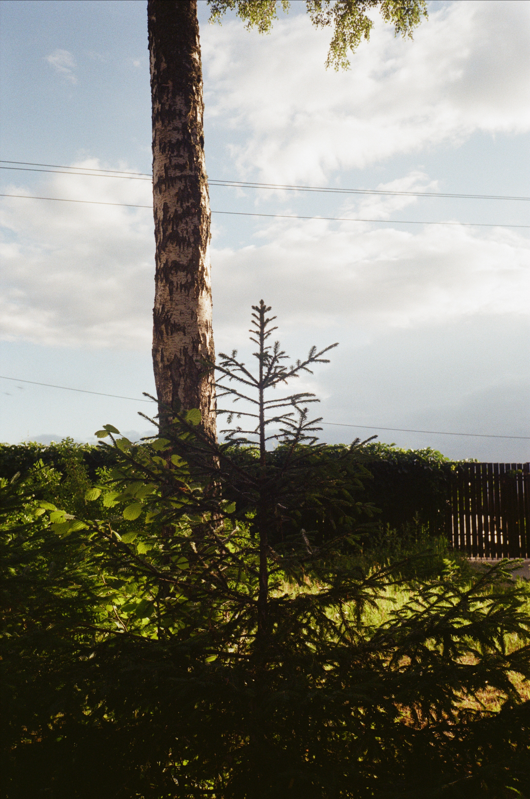 Тихая Заводь. Лес и пляж. Фотограф-документалист Мария Осокина