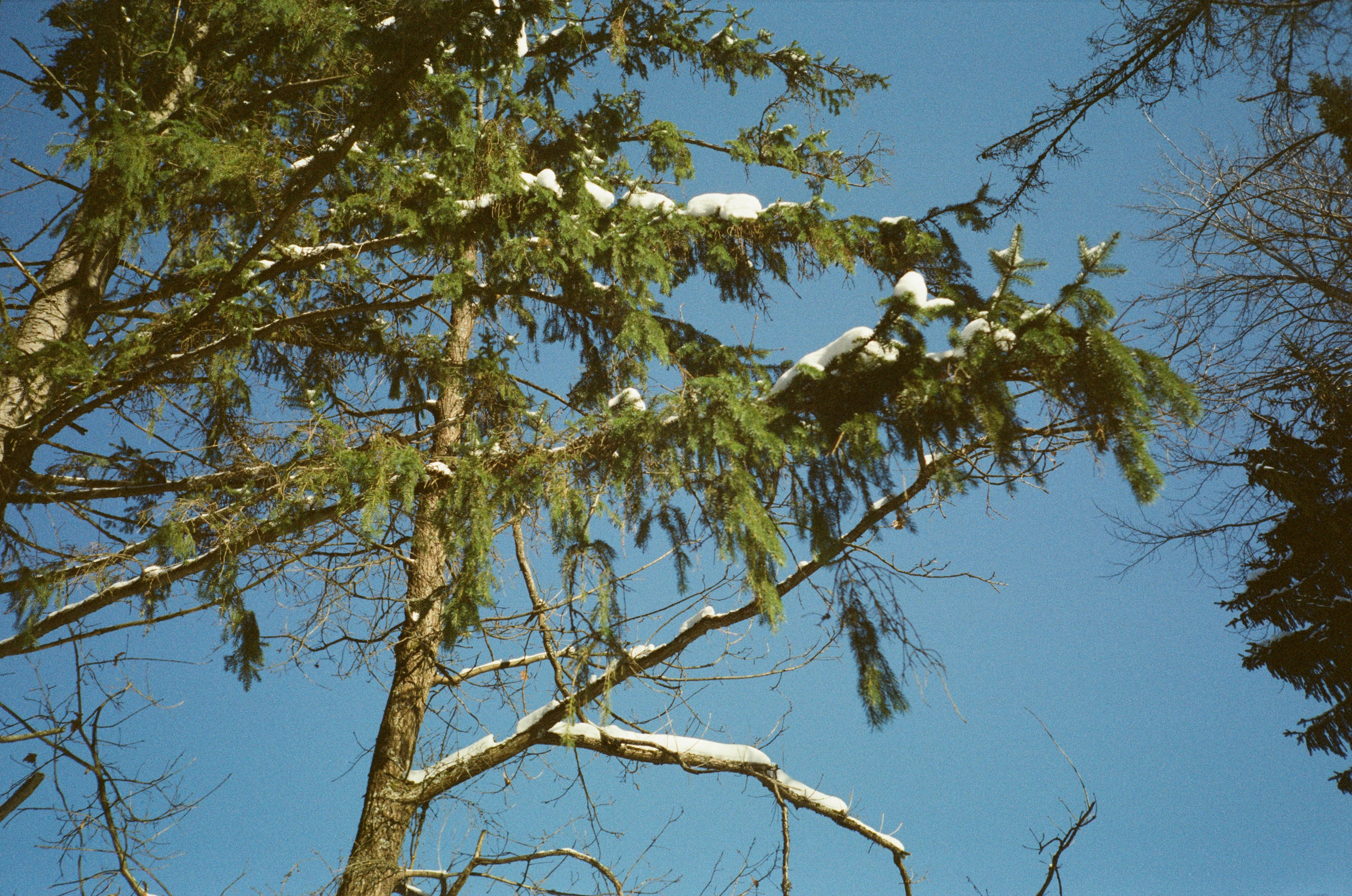 Лесная прогулка в День Рождения. Фотограф-документалист Мария Осокина