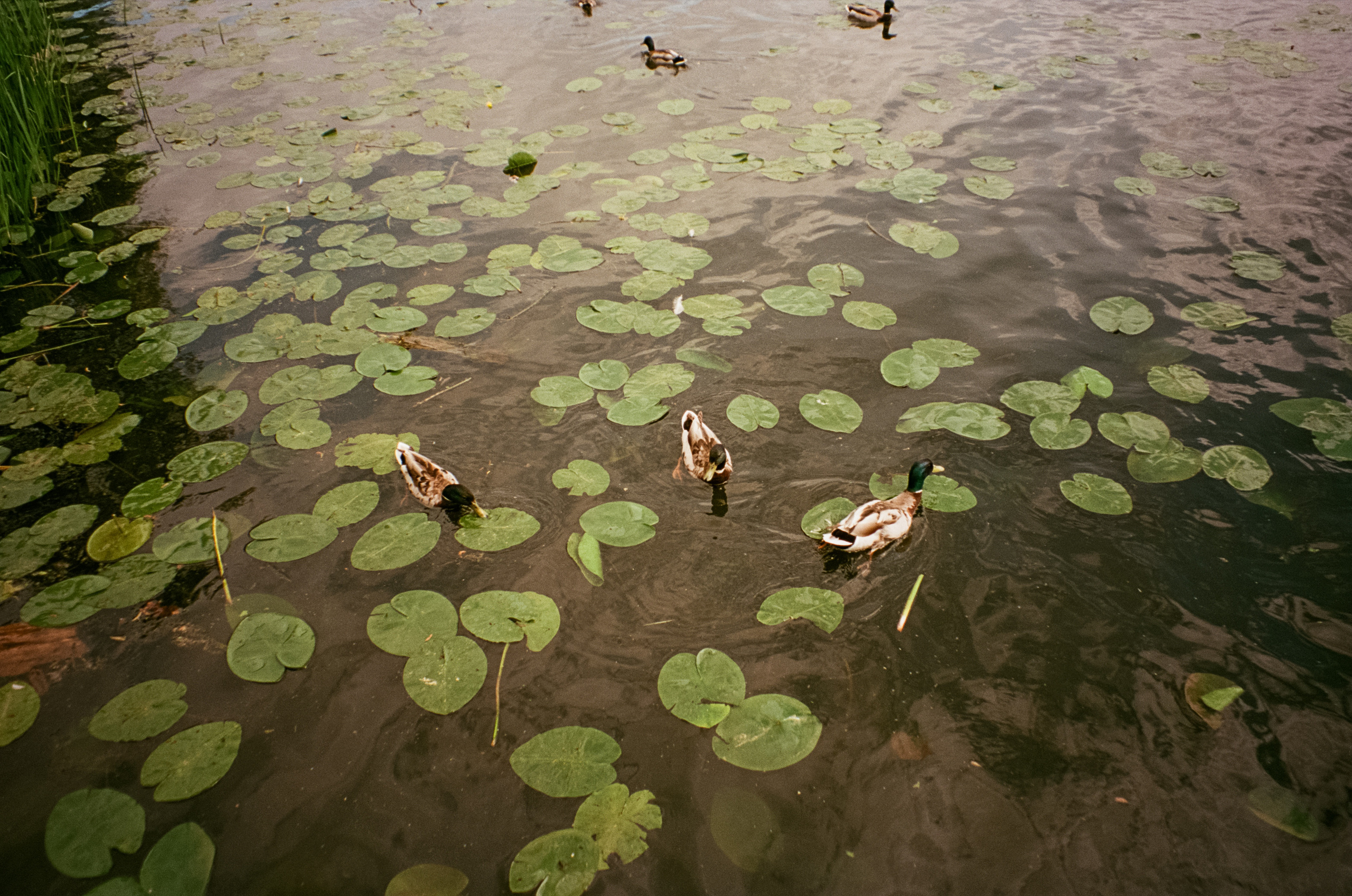 Архангельское. Июнь. Фотограф-документалист Мария Осокина