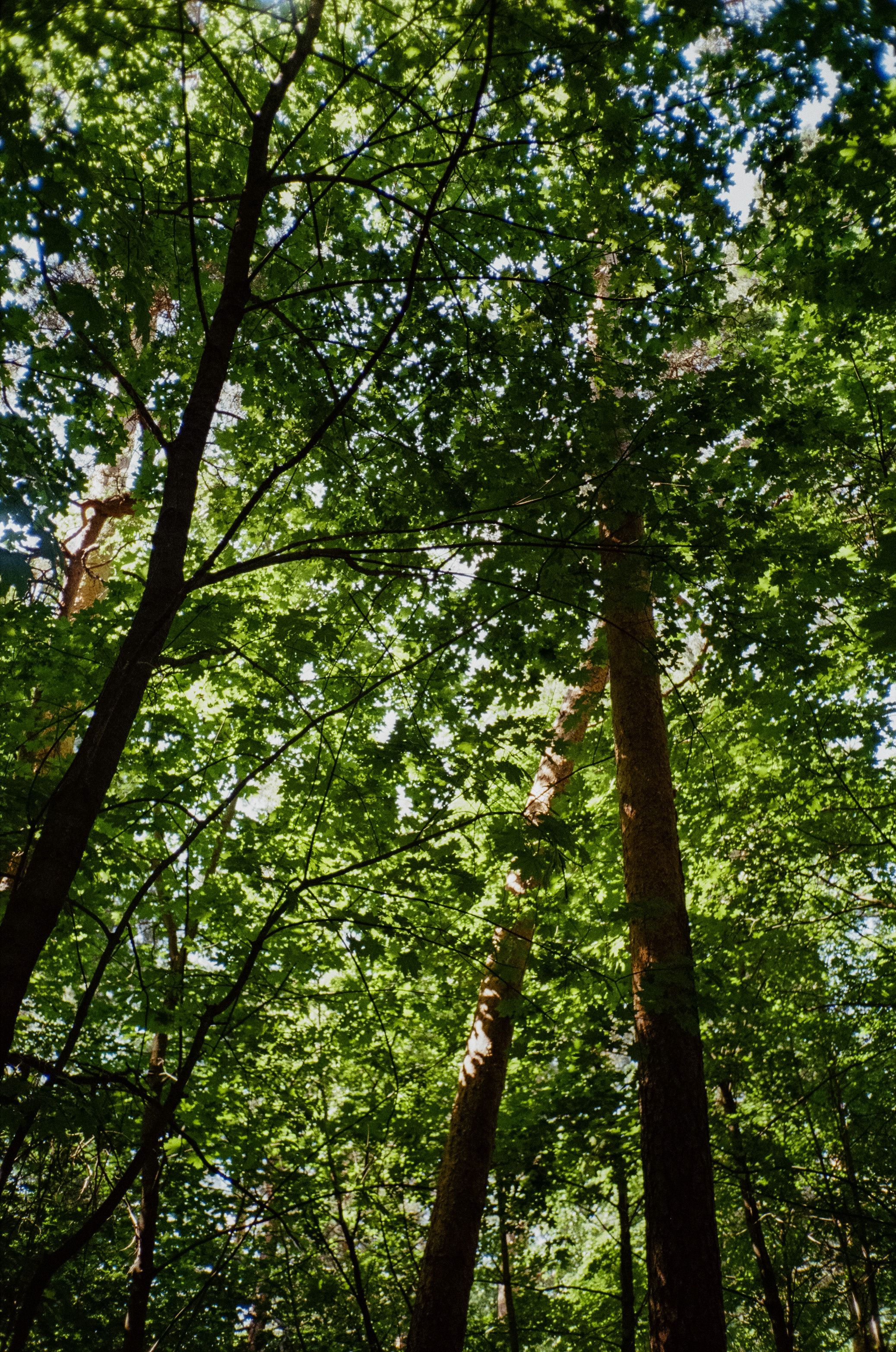 Серебряный Бор. Импрессионизм. Фотограф-документалист Мария Осокина