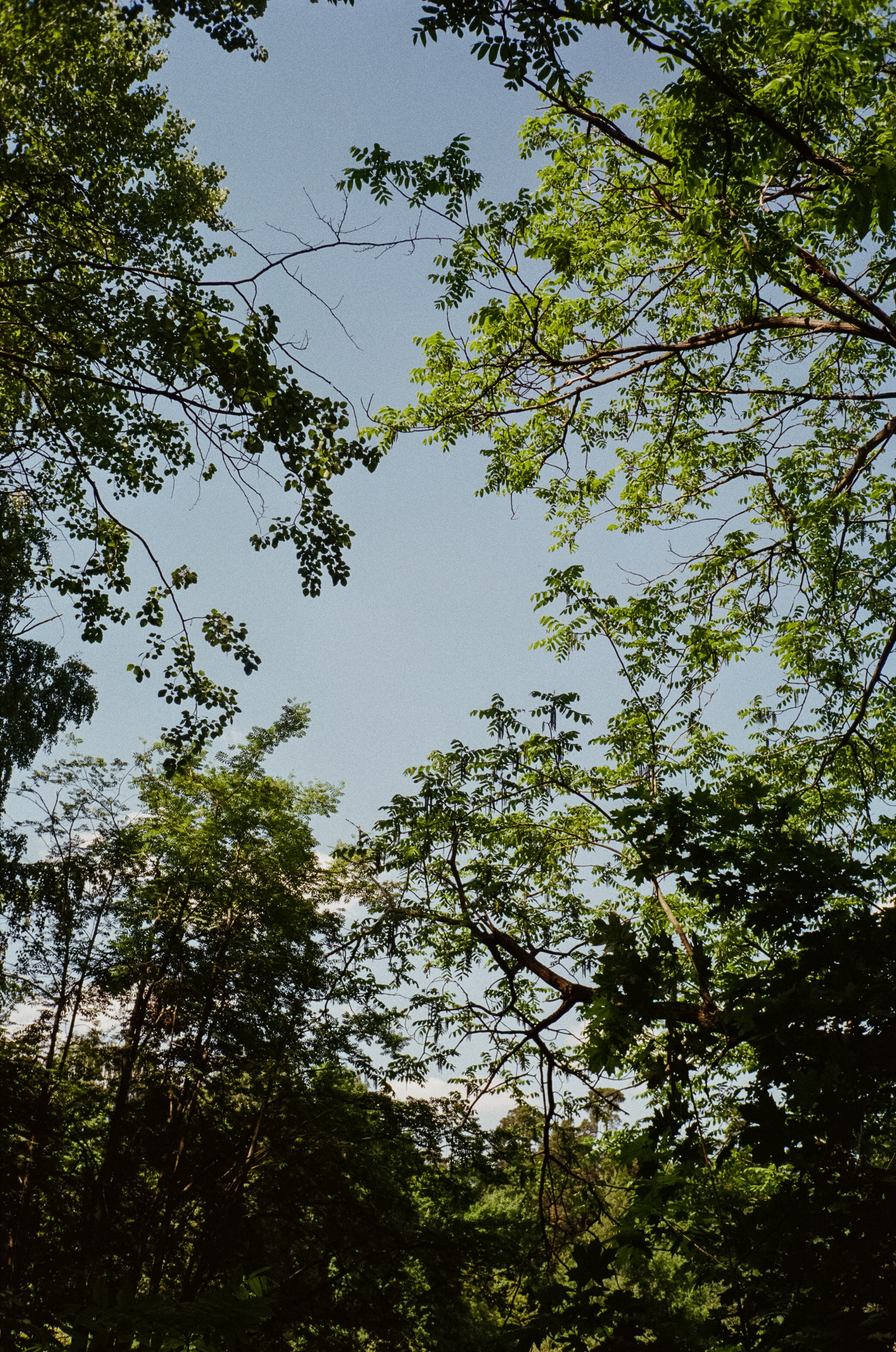 Серебряный Бор. Импрессионизм. Фотограф-документалист Мария Осокина
